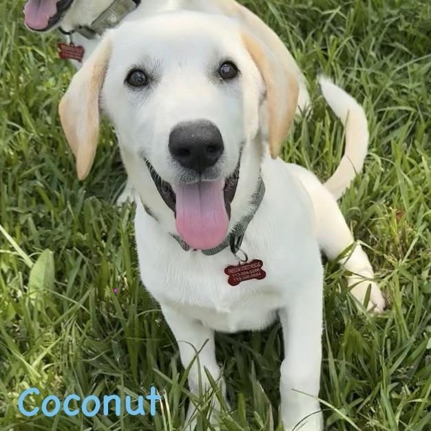 Coconut, Butters, Scotch the Cutest Boys/Lab pups Loving, Snuggles & Friendly photo