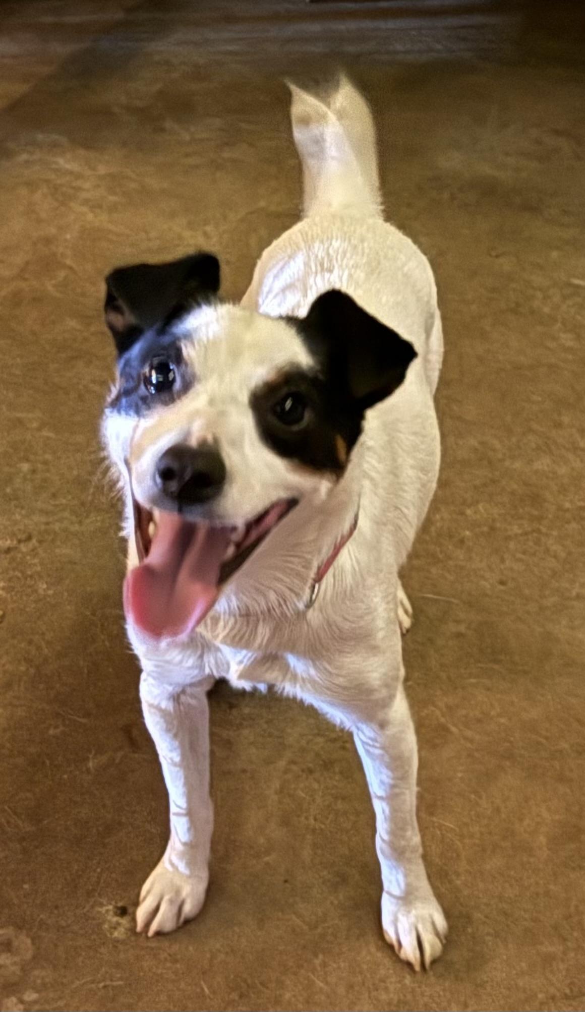 Bud, a ADOPTABLE Jack Russell Terrier in Leesburg, GA image 1/2