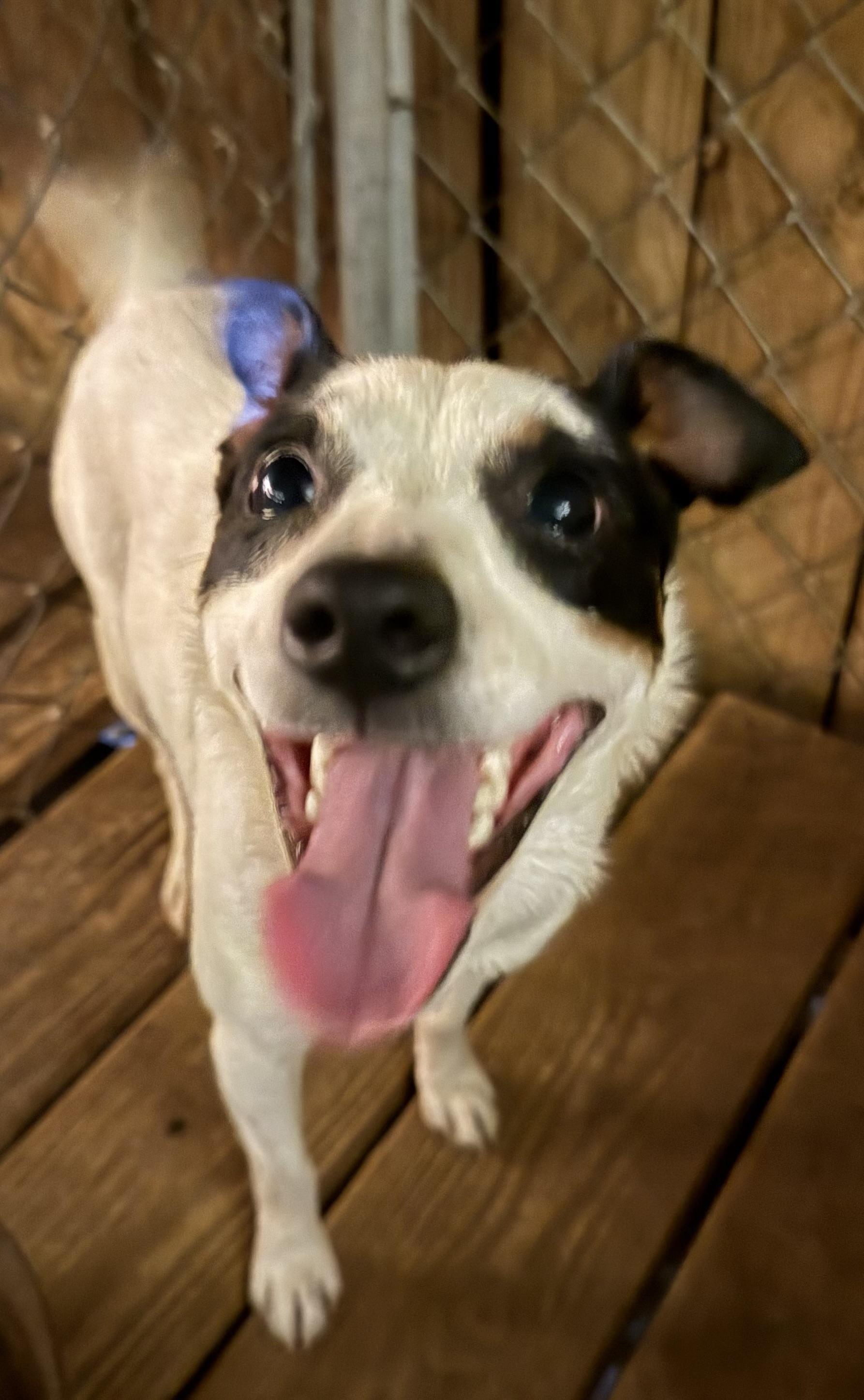 Bud, a ADOPTABLE Jack Russell Terrier in Leesburg, GA image 2/2