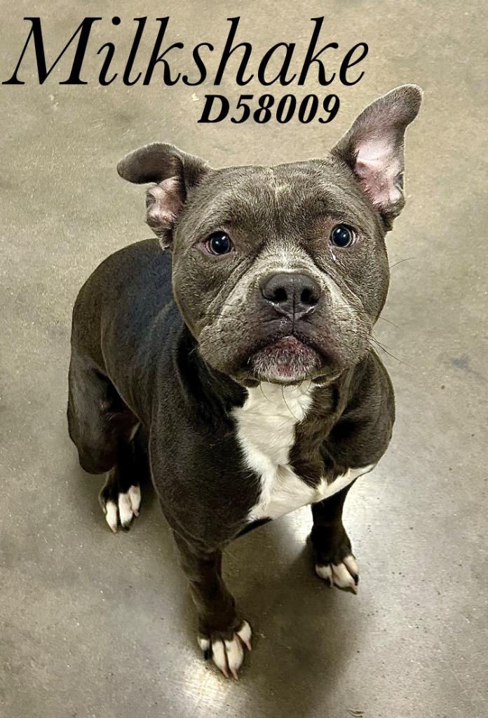 Enlarge Milkshake, a Adoptable Pit Bull Terrier in Clarksville, TN image 1/1