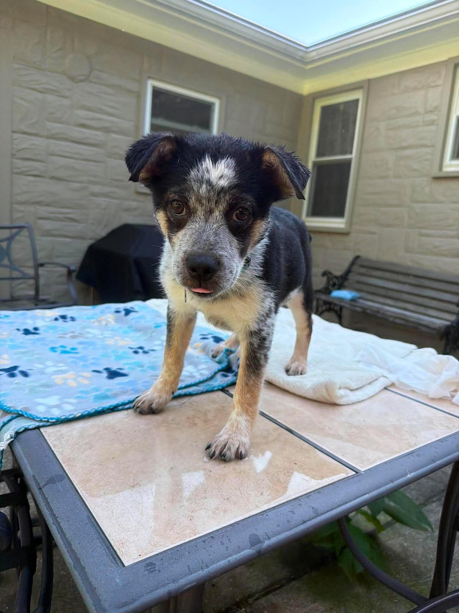 Enlarge Tania, a ADOPTABLE mixed breed in Kalamazoo, MI image 2/6