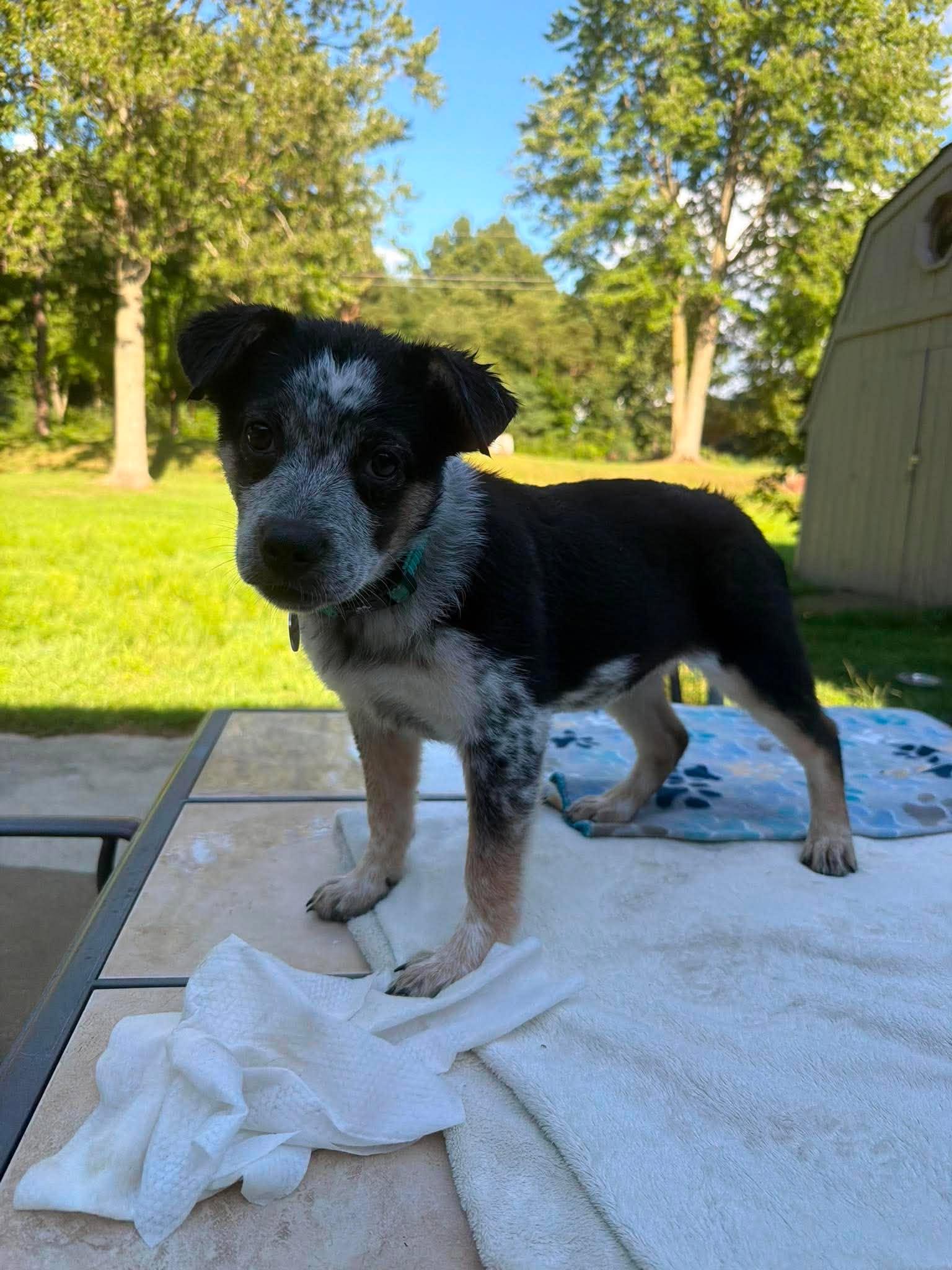 Enlarge Tania, a ADOPTABLE mixed breed in Kalamazoo, MI image 4/6