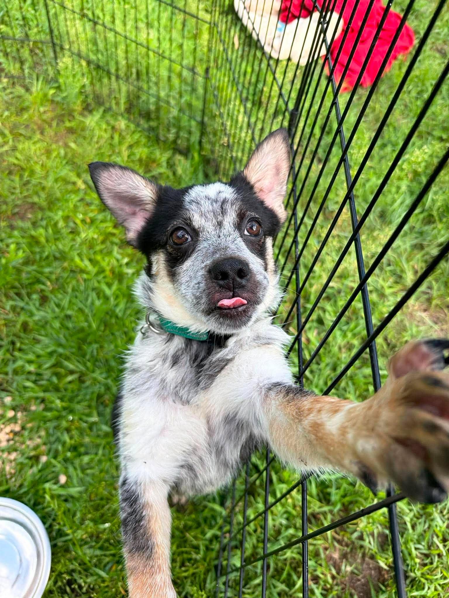 Enlarge Tania, a ADOPTABLE mixed breed in Kalamazoo, MI image 5/6