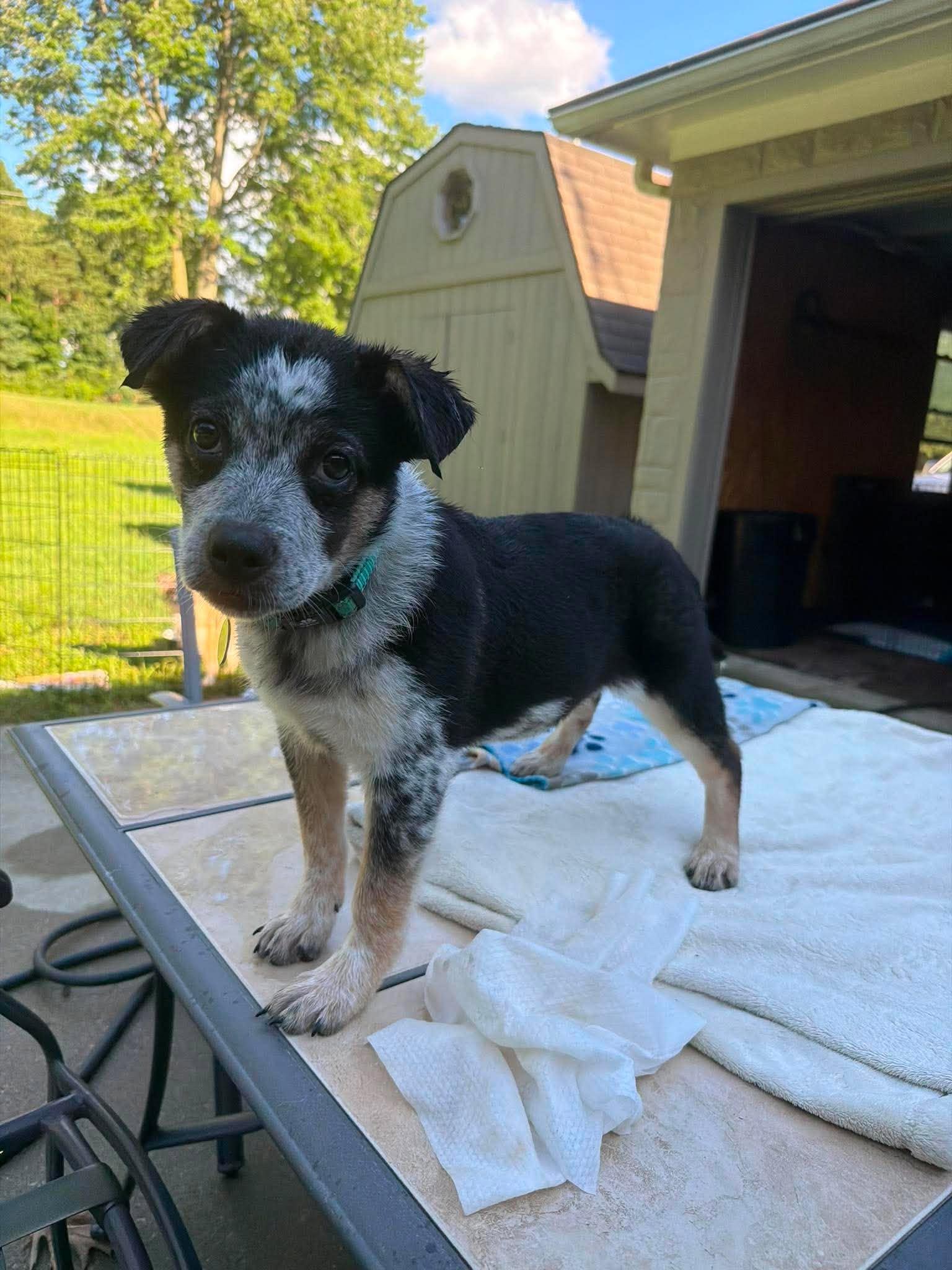 Enlarge Tania, a ADOPTABLE mixed breed in Kalamazoo, MI image 3/6