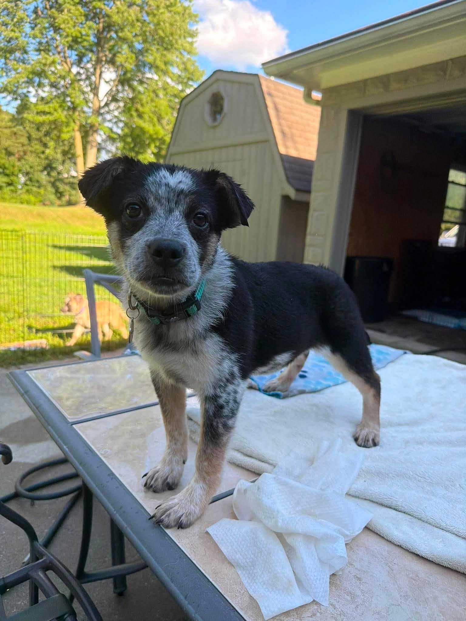 Enlarge Tania, a ADOPTABLE mixed breed in Kalamazoo, MI image 1/6