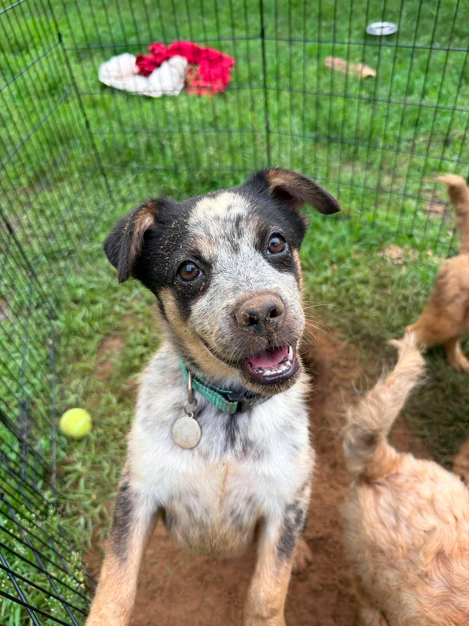 Enlarge Tania, a ADOPTABLE mixed breed in Kalamazoo, MI image 6/6