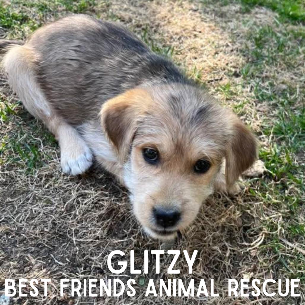 Glitzy, a Adoptable Terrier in Wasilla, AK image 1/2