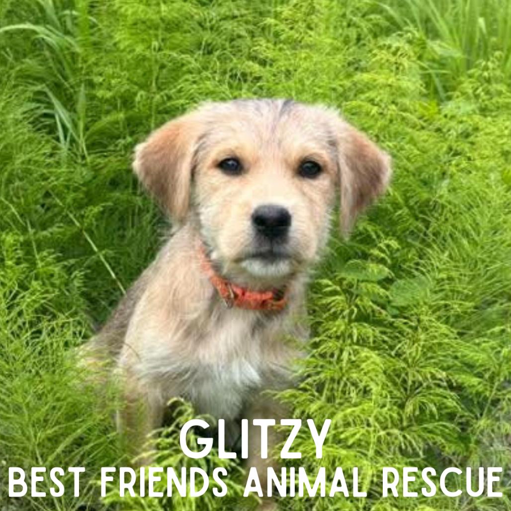 Glitzy, a Adoptable Terrier in Wasilla, AK image 2/2