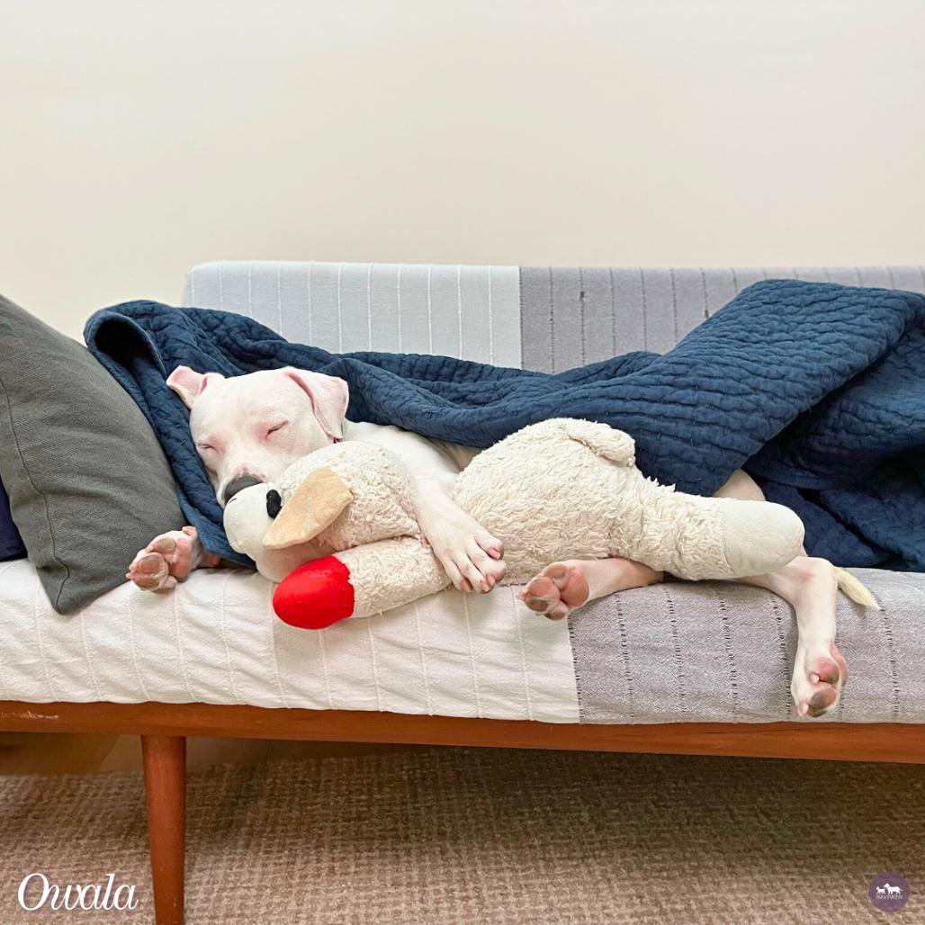 Owala, Adoptable, Young Female Boxer & Mixed Breed.