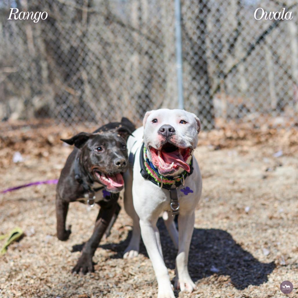 Enlarge Owala, a Adoptable mixed breed in Hopkinton, MA image 2/6