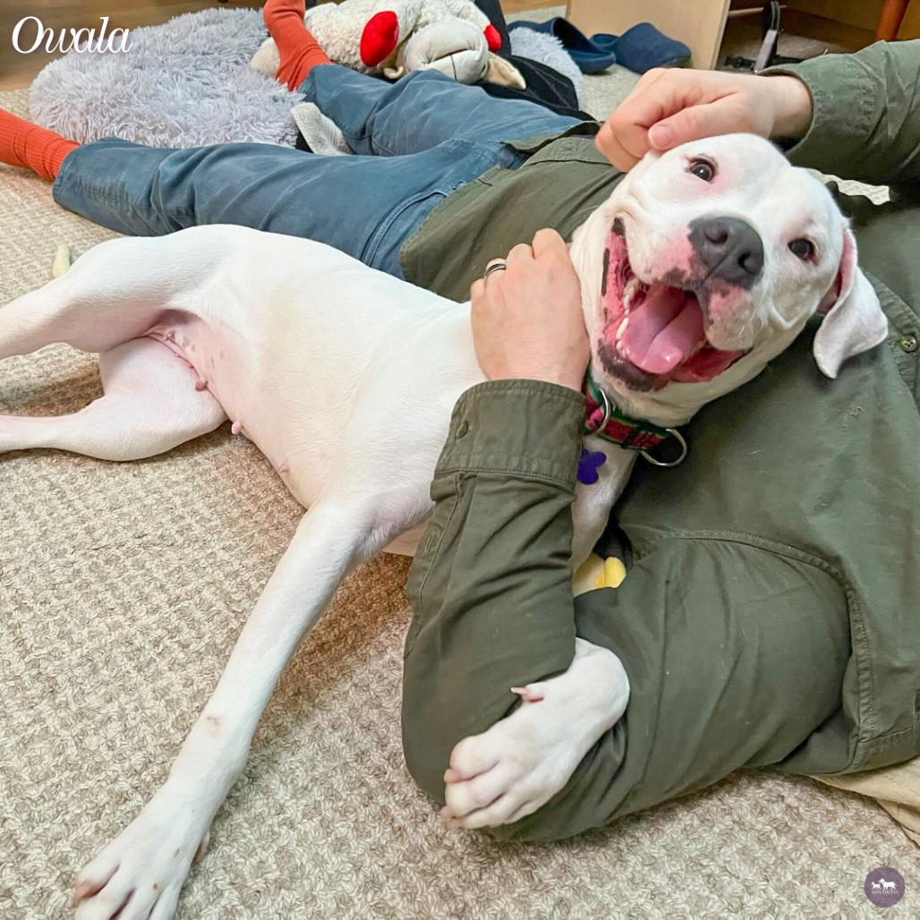 Enlarge Owala, a Adoptable mixed breed in Hopkinton, MA image 3/6