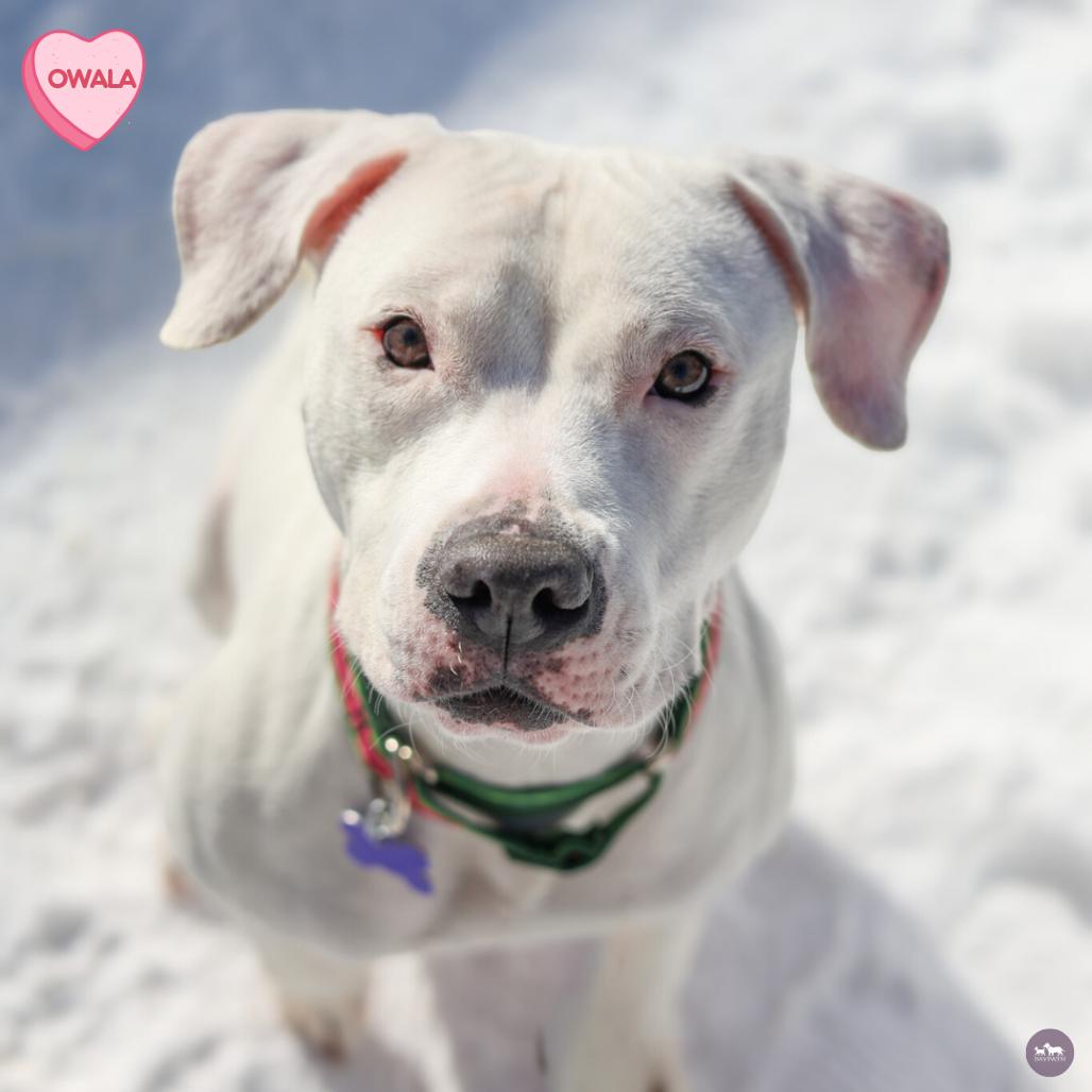 Enlarge Owala, a Adoptable mixed breed in Hopkinton, MA image 4/6