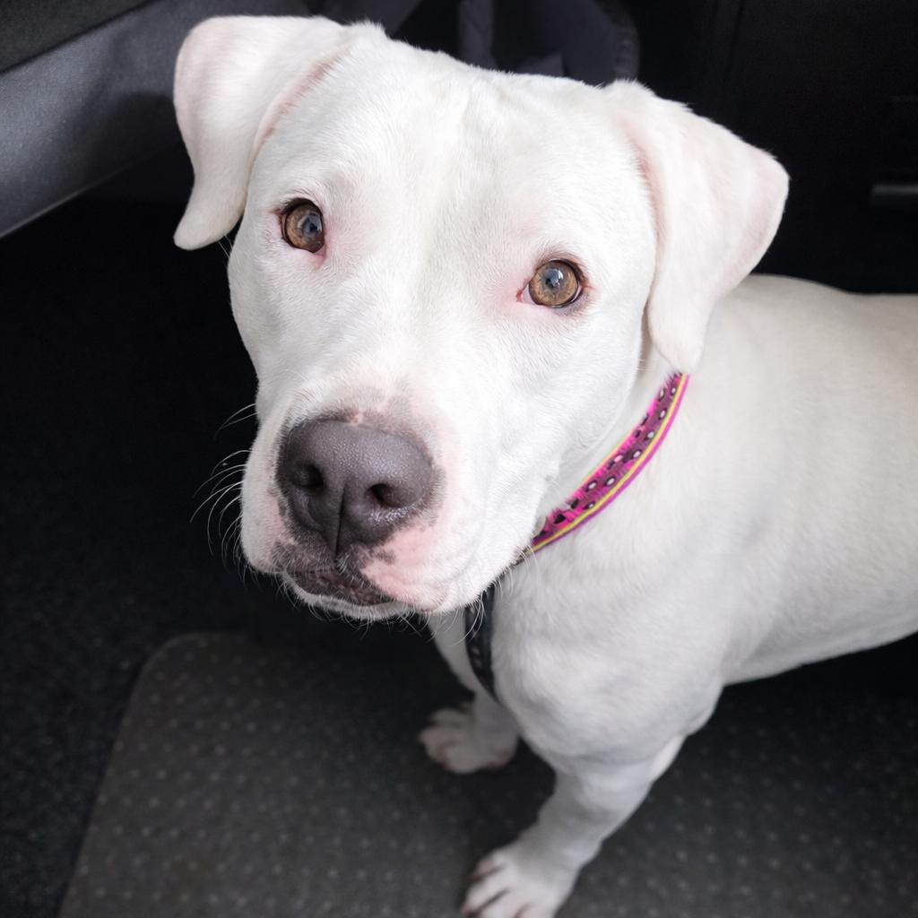 Enlarge Owala, a Adoptable mixed breed in Hopkinton, MA image 5/6