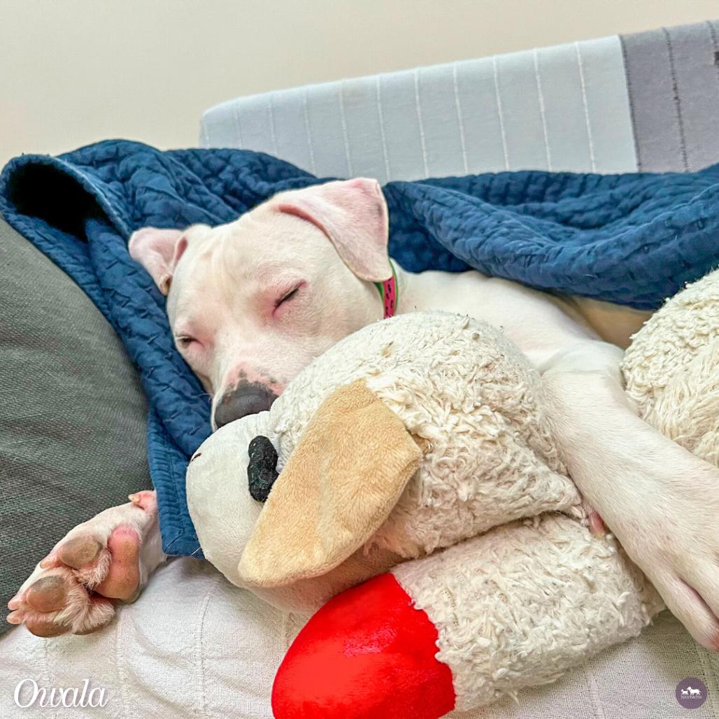 Enlarge Owala, a Adoptable mixed breed in Hopkinton, MA image 6/6