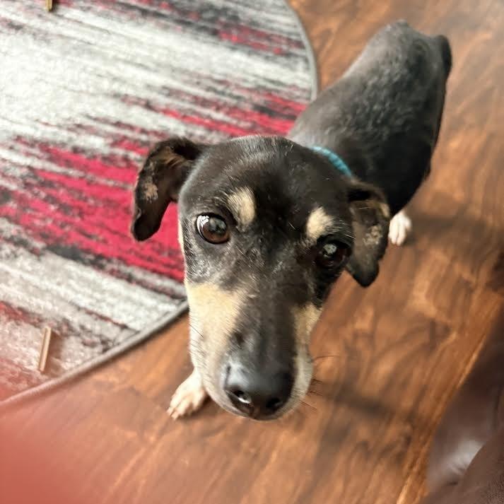 Caraxes, Adoptable, Senior Male Rat Terrier.