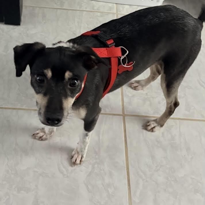Enlarge Caraxes, a Adoptable Rat Terrier in Orlando, FL image 2/5