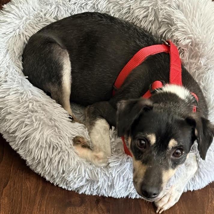 Enlarge Caraxes, a Adoptable Rat Terrier in Orlando, FL image 3/5