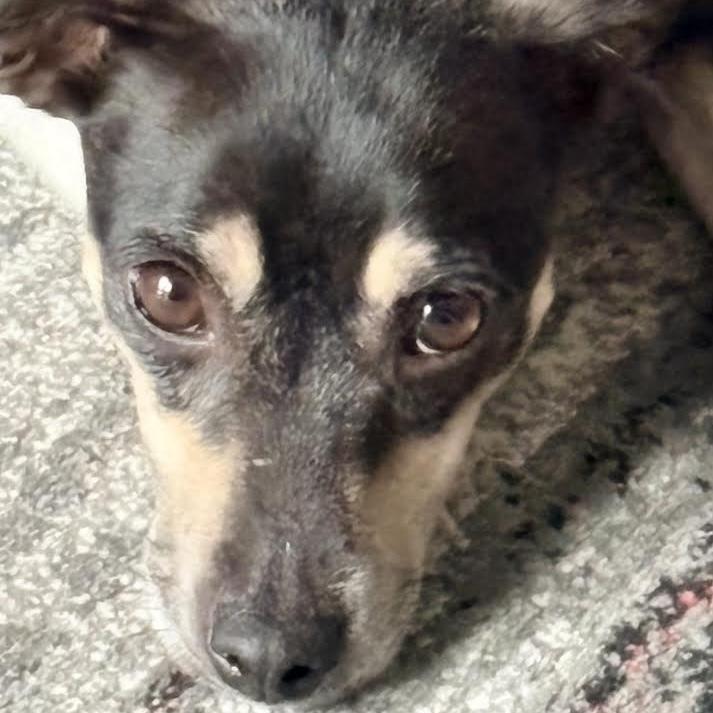 Enlarge Caraxes, a Adoptable Rat Terrier in Orlando, FL image 4/5