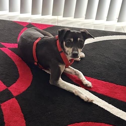 Enlarge Caraxes, a Adoptable Rat Terrier in Orlando, FL image 5/5