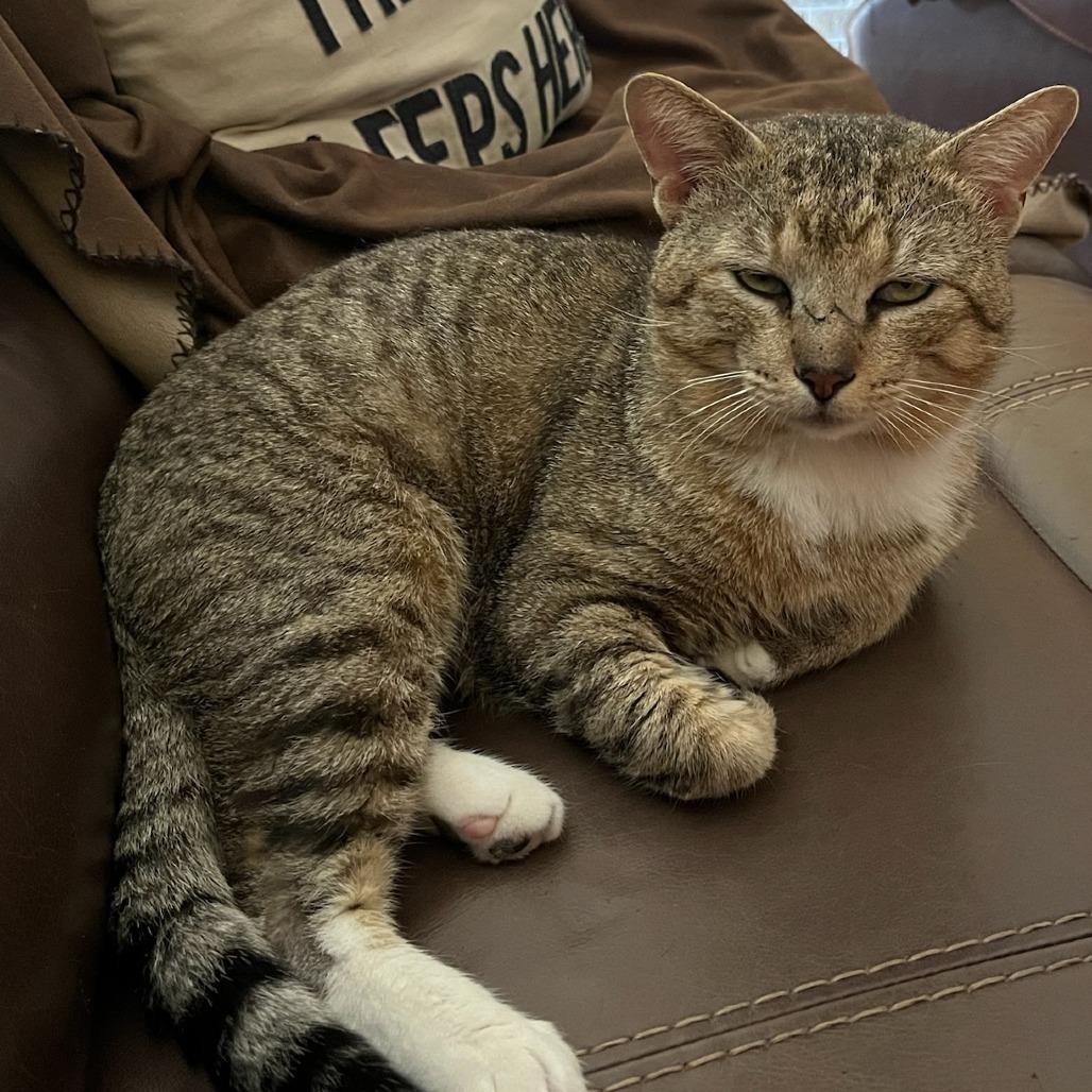 Enlarge Milo, a Adoptable American Shorthair in Webster, TX image 1/1