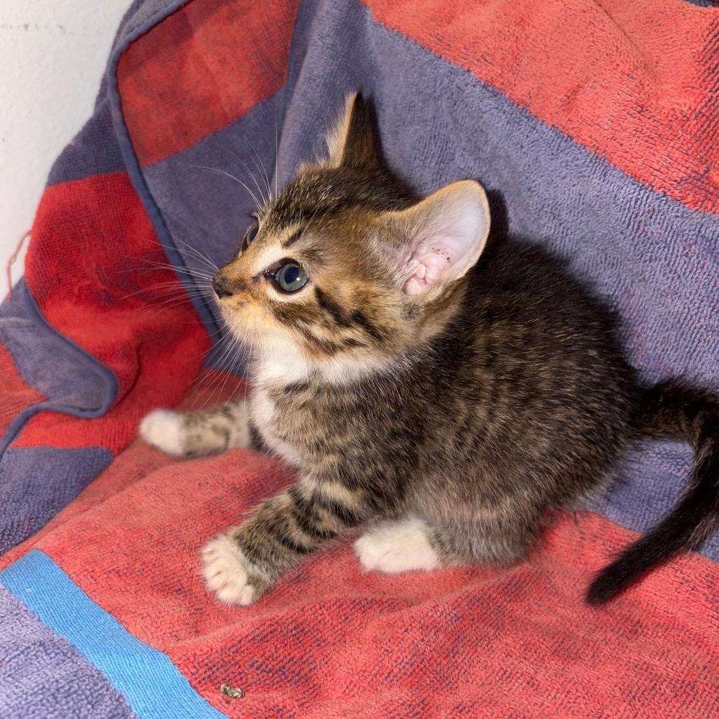 Enlarge Dunn, a Adoptable Domestic Short Hair in Crookston, MN image 2/3
