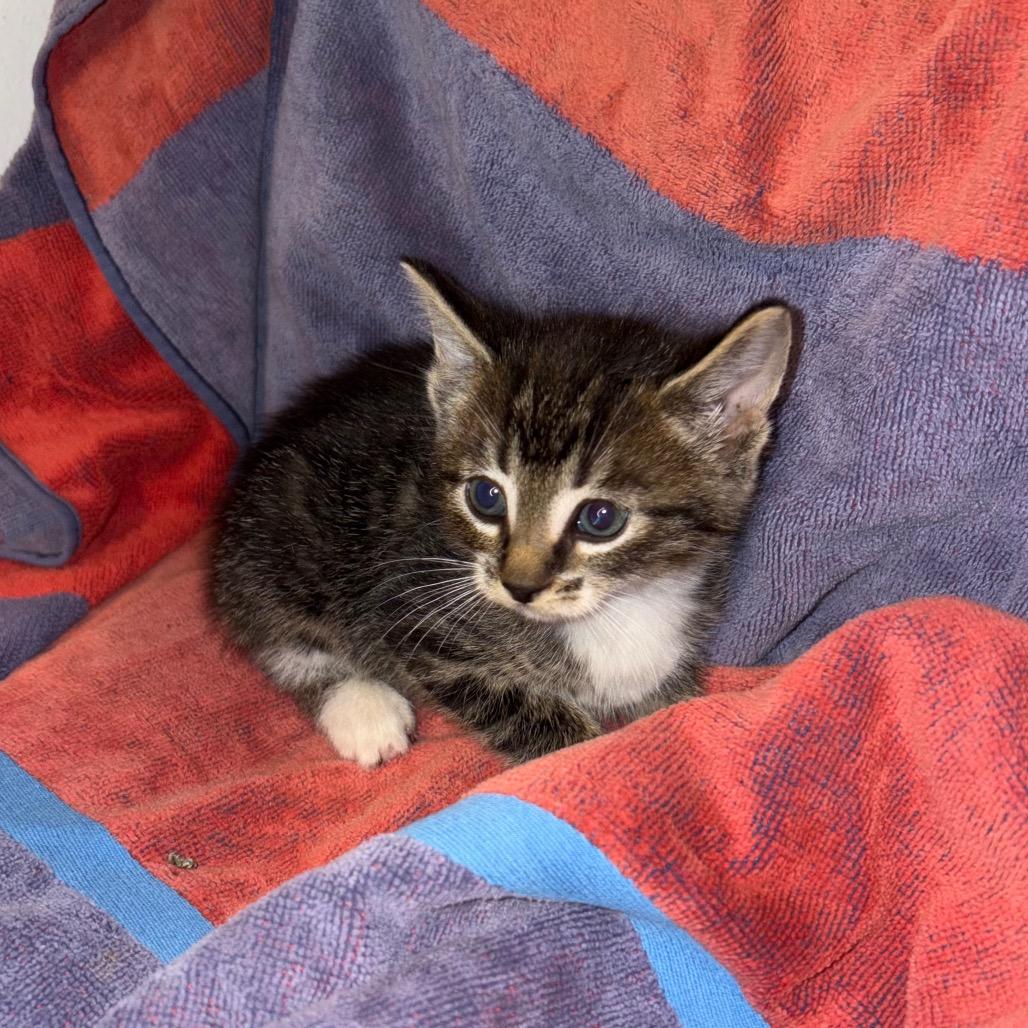 Enlarge Dunn, a Adoptable Domestic Short Hair in Crookston, MN image 1/3