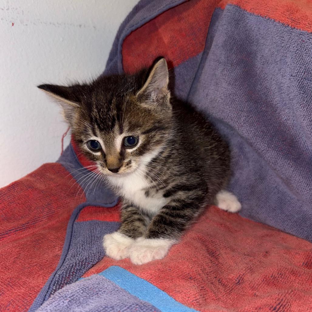 Enlarge Dunn, a Adoptable Domestic Short Hair in Crookston, MN image 3/3