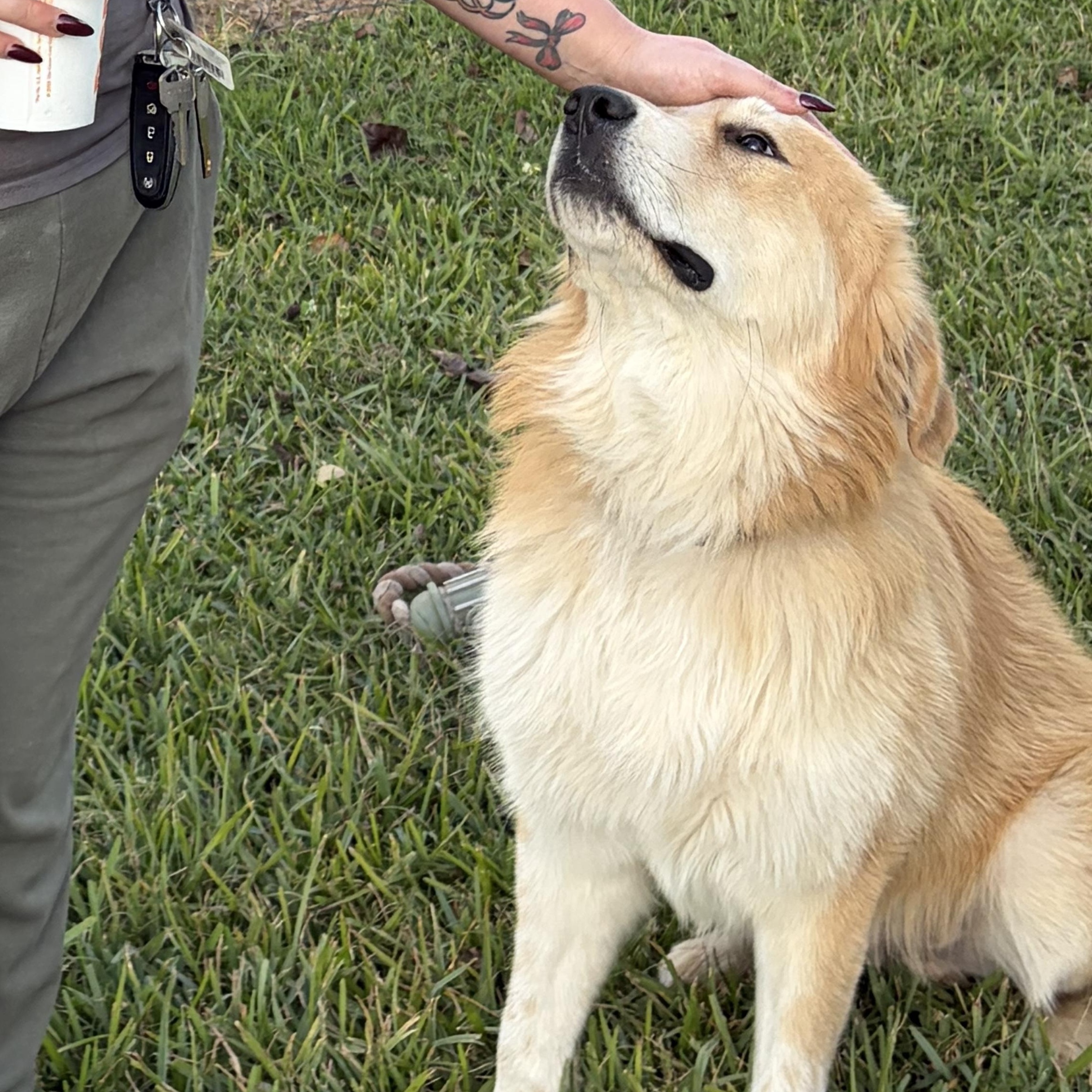 Possum-A Fluffy Cloud