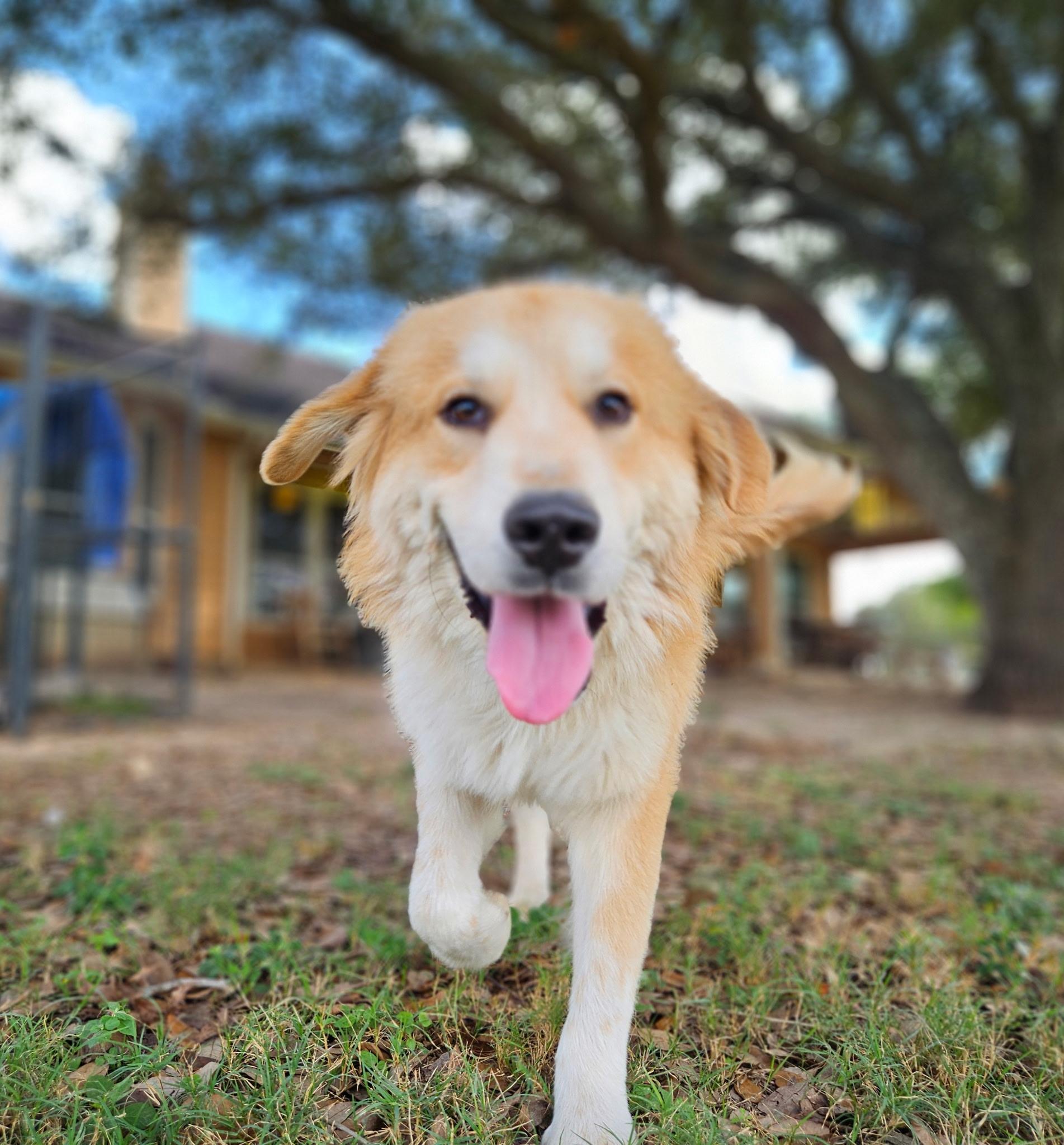 Possum-A Fluffy Cloud
