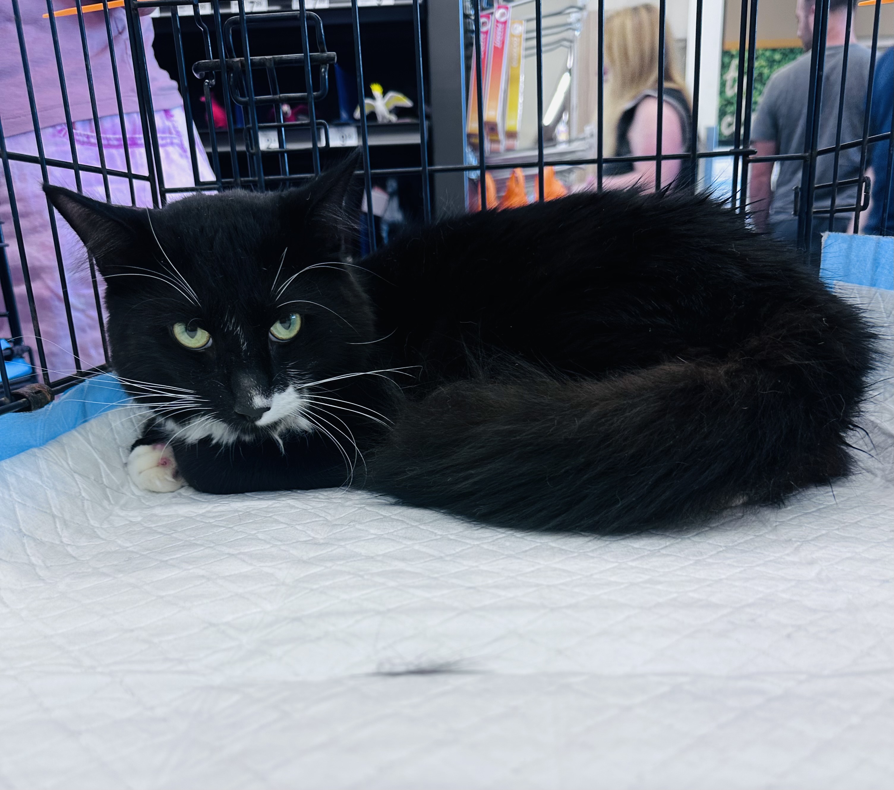 Cat for adoption Bjorn, a Domestic Long Hair in Staten Island, NY