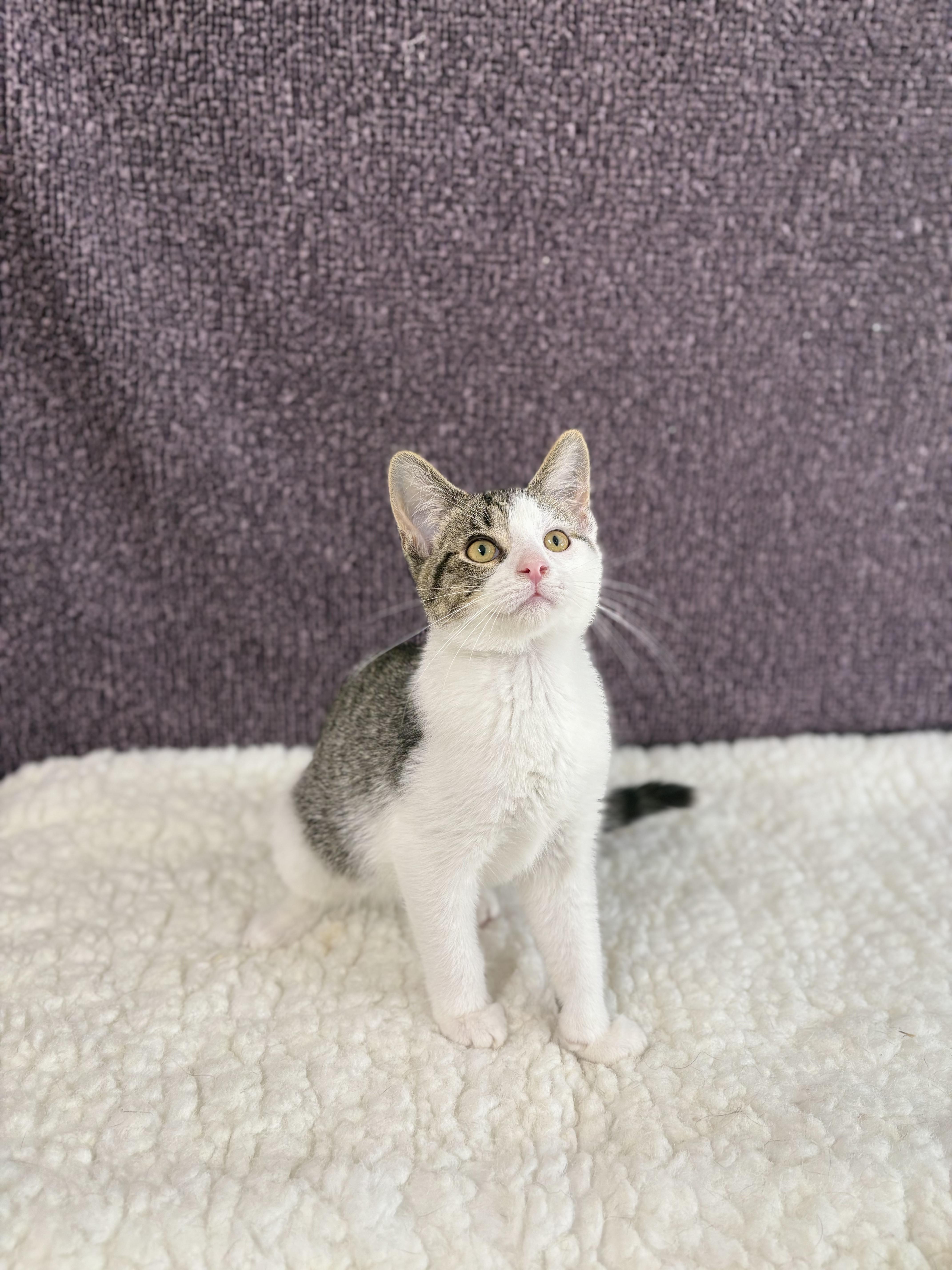 Enlarge Curly, an adoptable Domestic Short Hair in Upper Sandusky, OH image 3/3