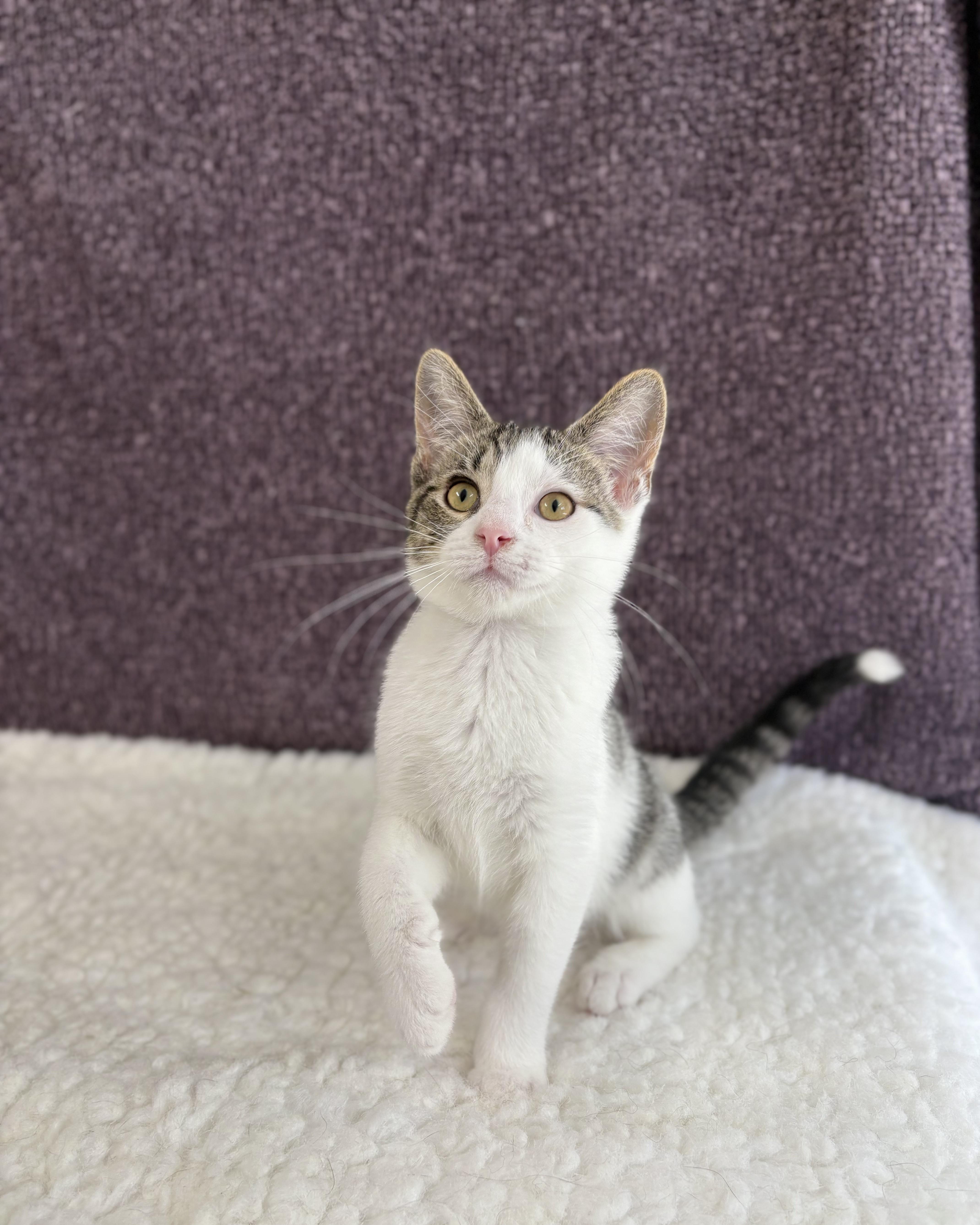 Curly, adoptable, Kitten Male Domestic Short Hair.