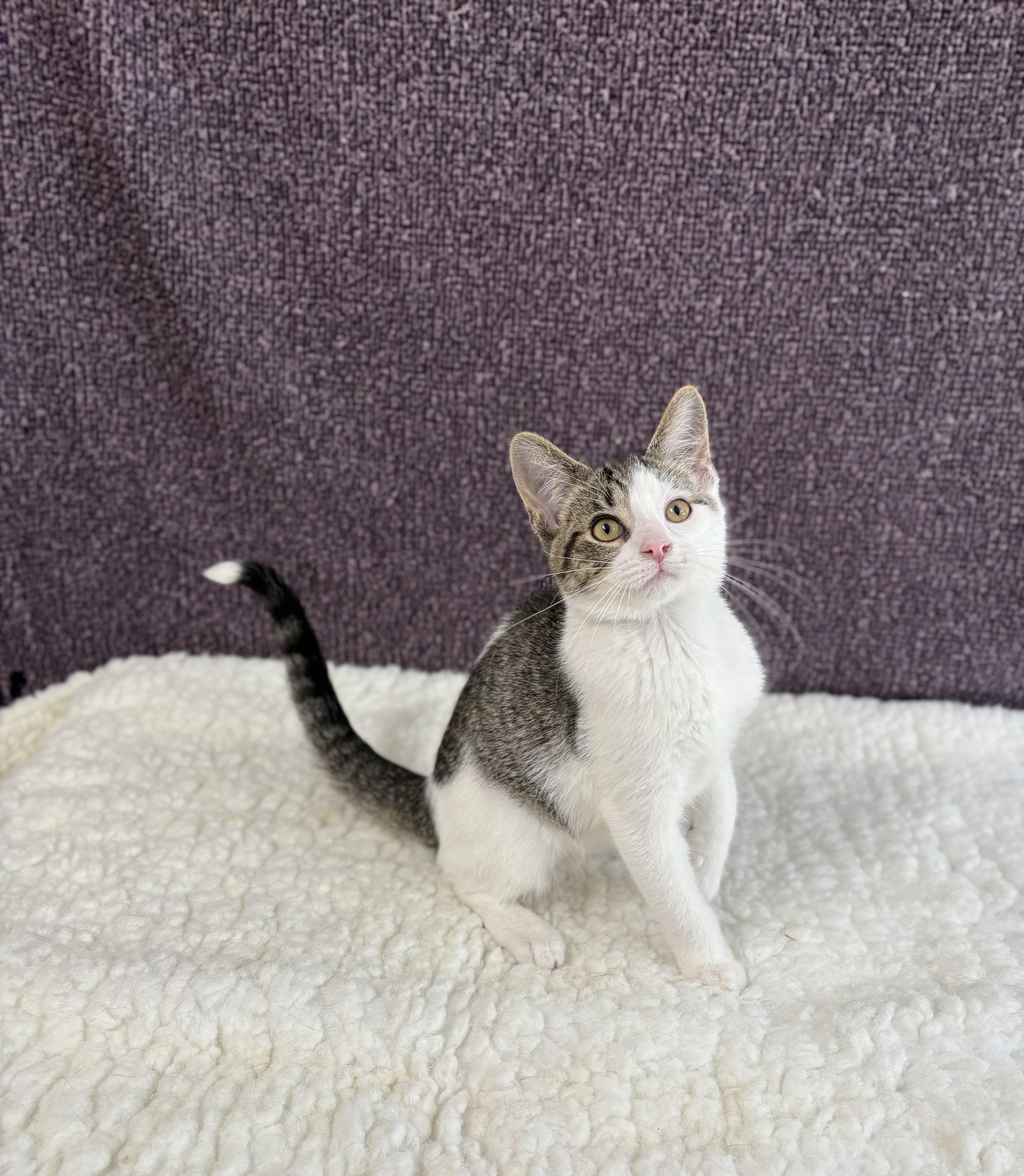 Enlarge Curly, an adoptable Domestic Short Hair in Upper Sandusky, OH image 2/3