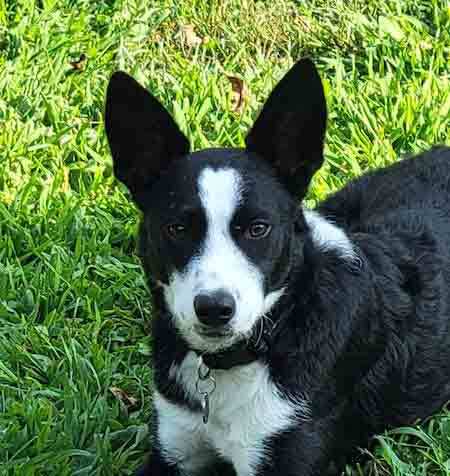 Penny, Adopted, Young Female Cattle Dog & Border Collie.