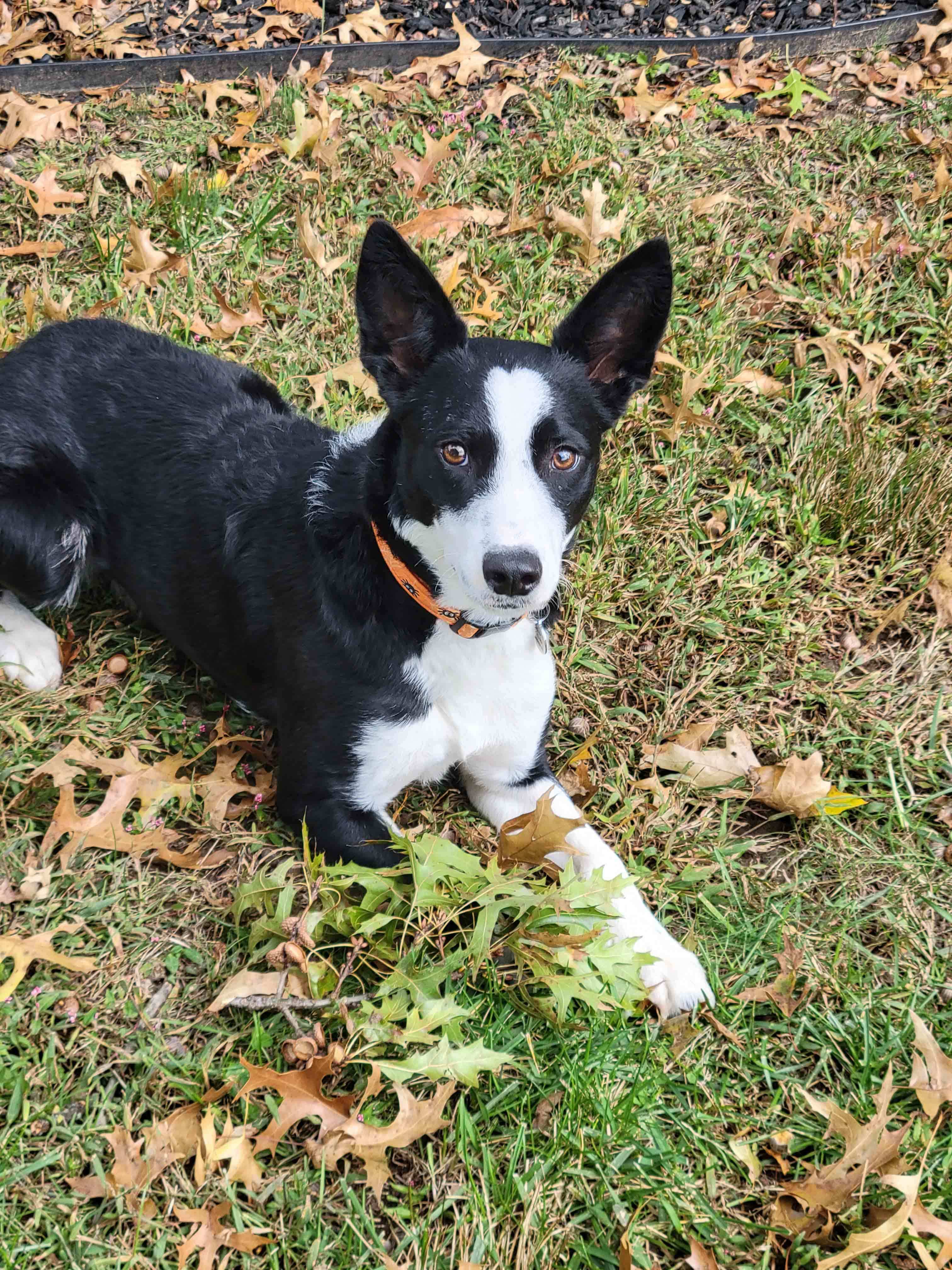 Enlarge Penny, a Adopted mixed breed in Howell, NJ image 2/6