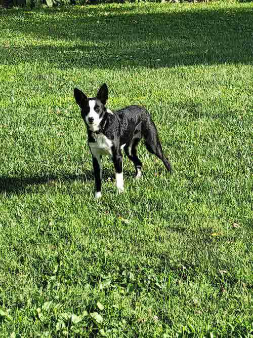 Enlarge Penny, a Adopted mixed breed in Howell, NJ image 3/6