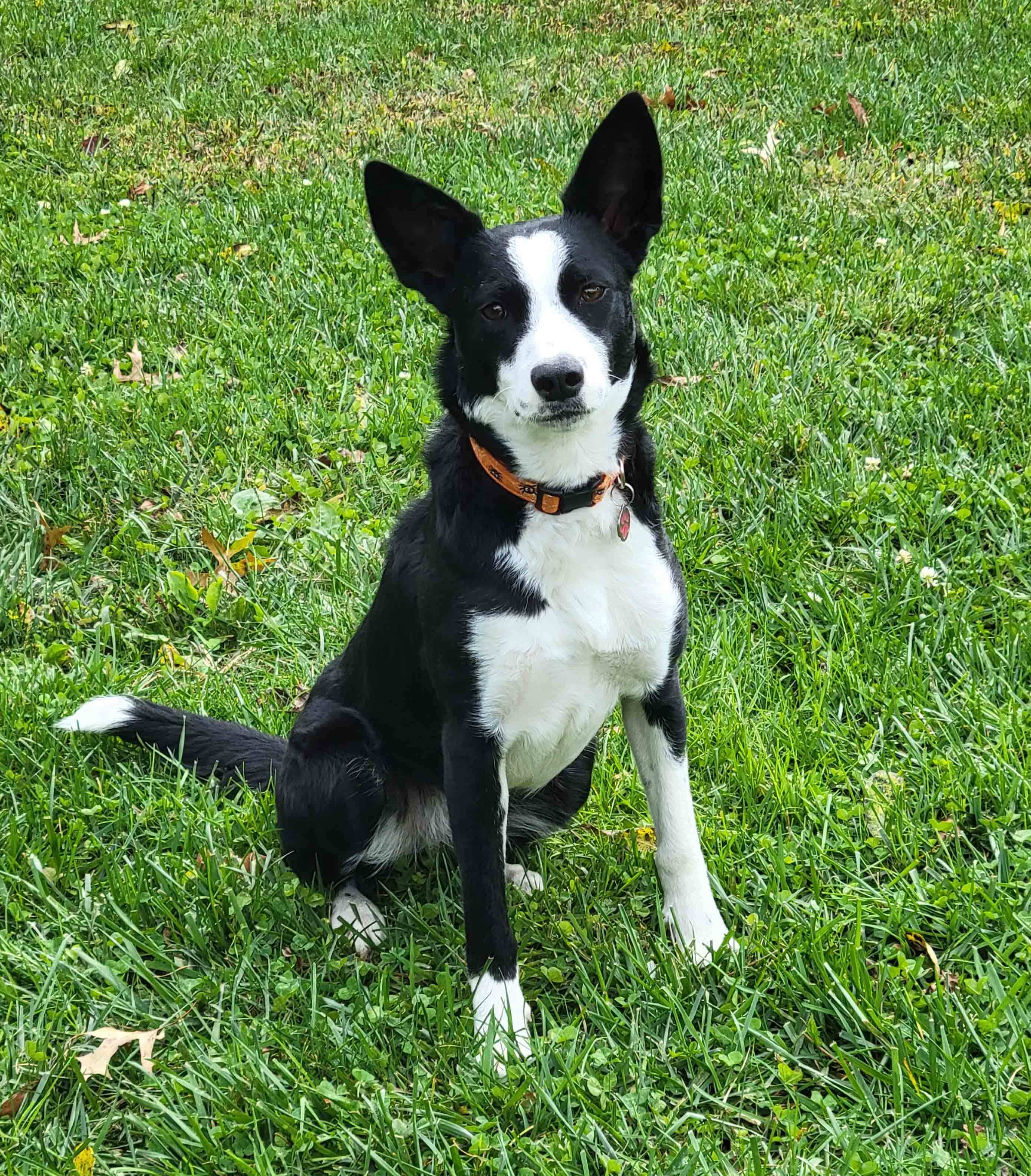 Enlarge Penny, a Adopted mixed breed in Howell, NJ image 4/6