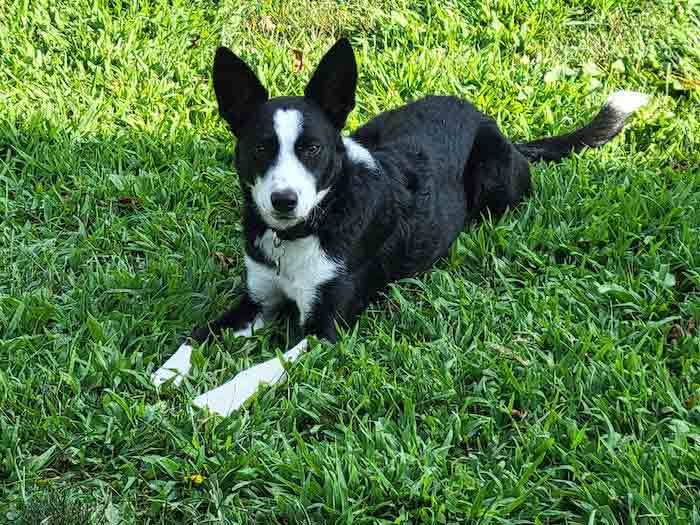Enlarge Penny, a Adopted mixed breed in Howell, NJ image 5/6