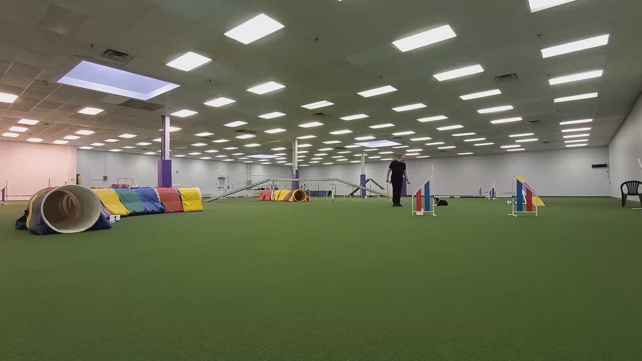 Enlarge Penny, a Adopted mixed breed in Howell, NJ video 6/6