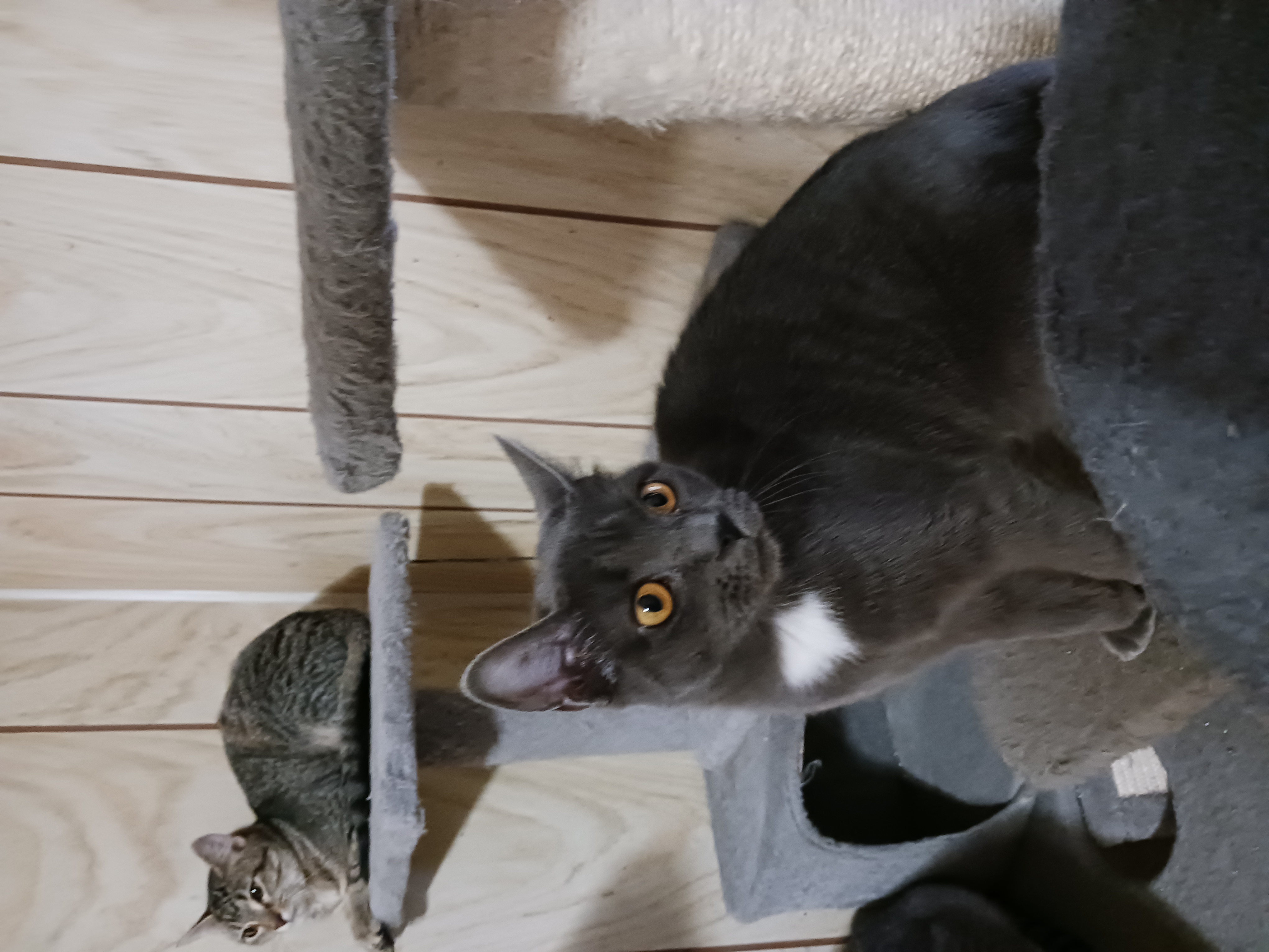 Mistletoe, Adoptable, Adult Female Domestic Short Hair.