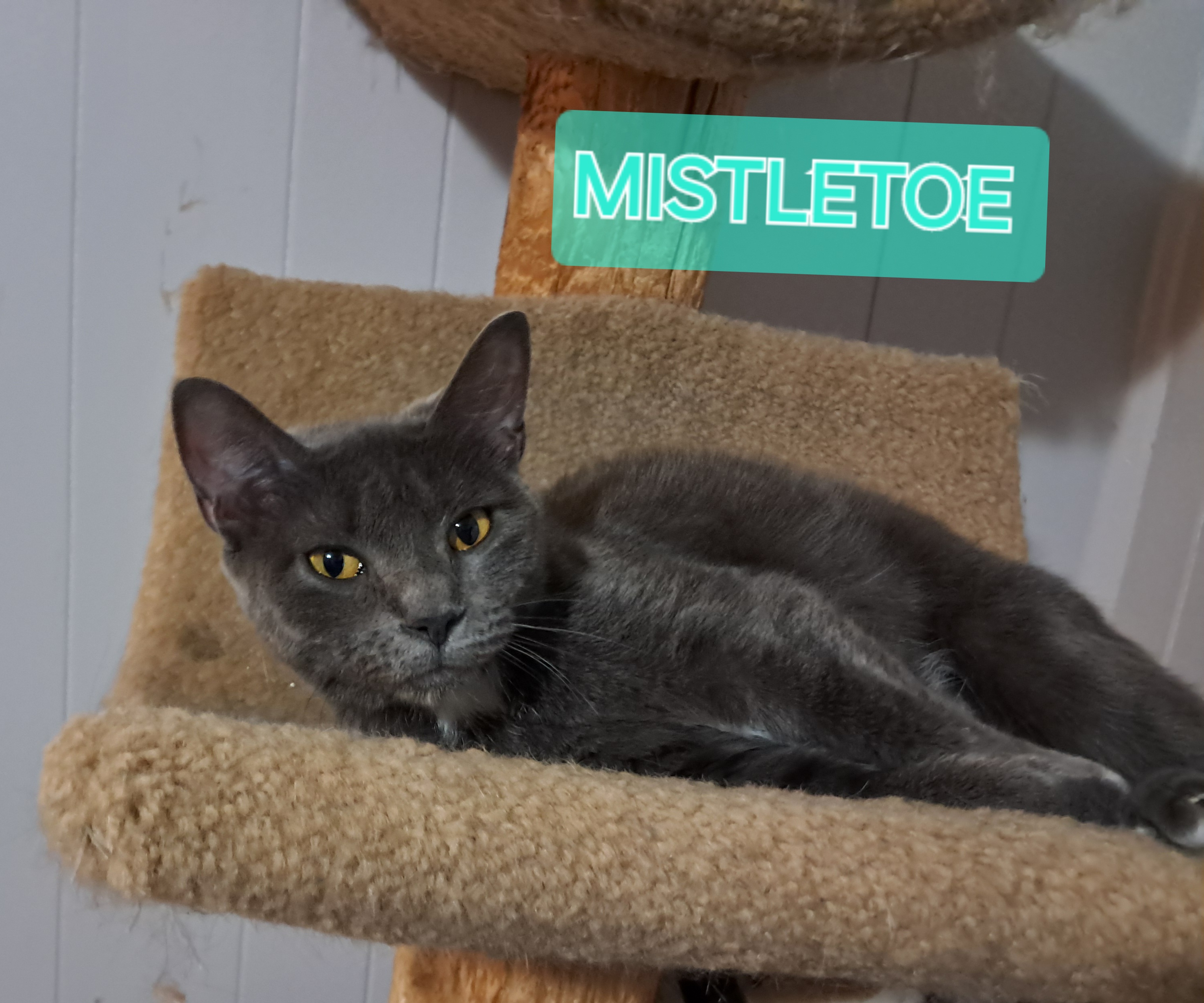 Enlarge Mistletoe, a Adoptable Domestic Short Hair in Nanticoke, PA image 2/3