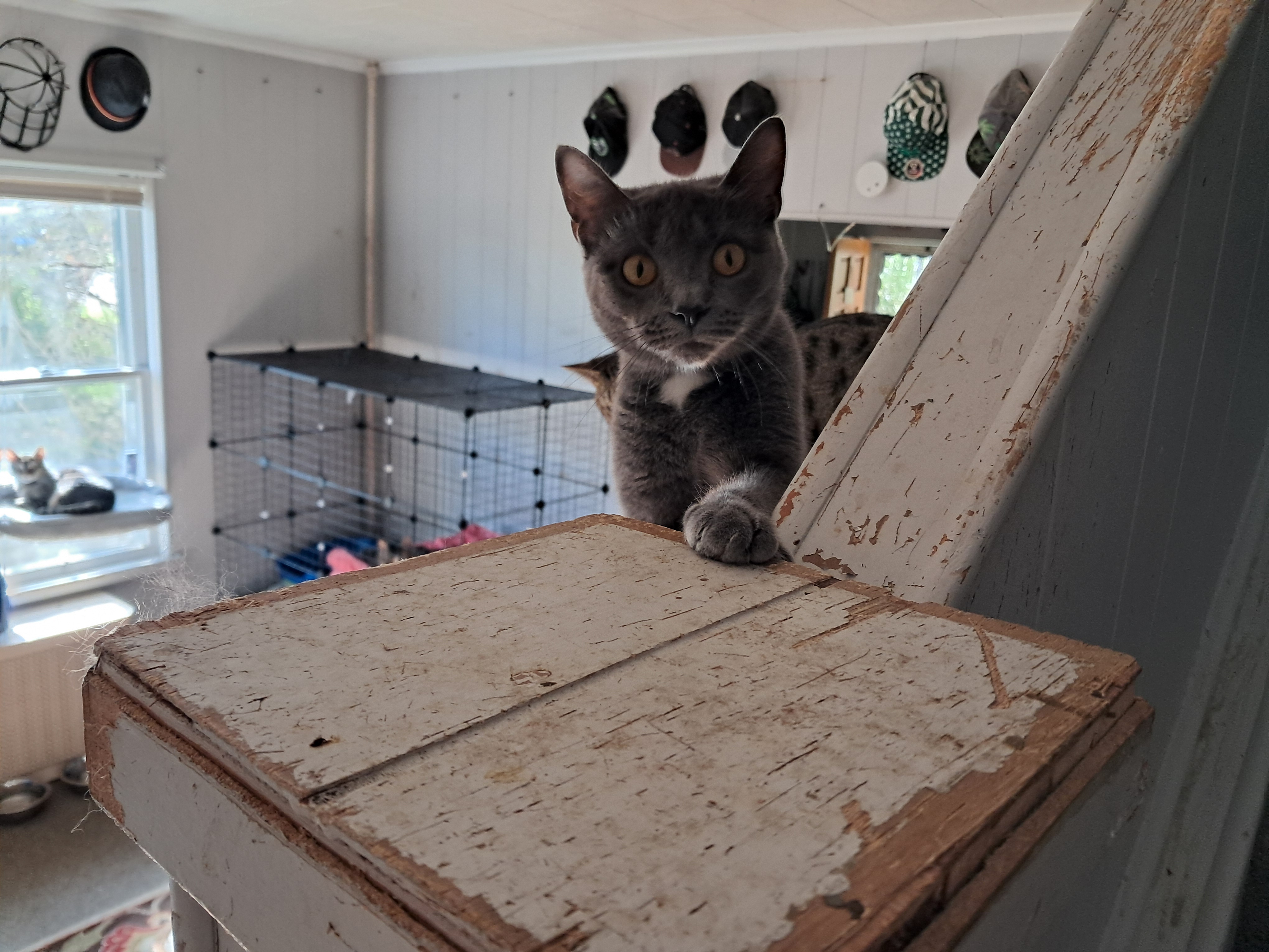 Enlarge Mistletoe, a Adoptable Domestic Short Hair in Nanticoke, PA image 3/3