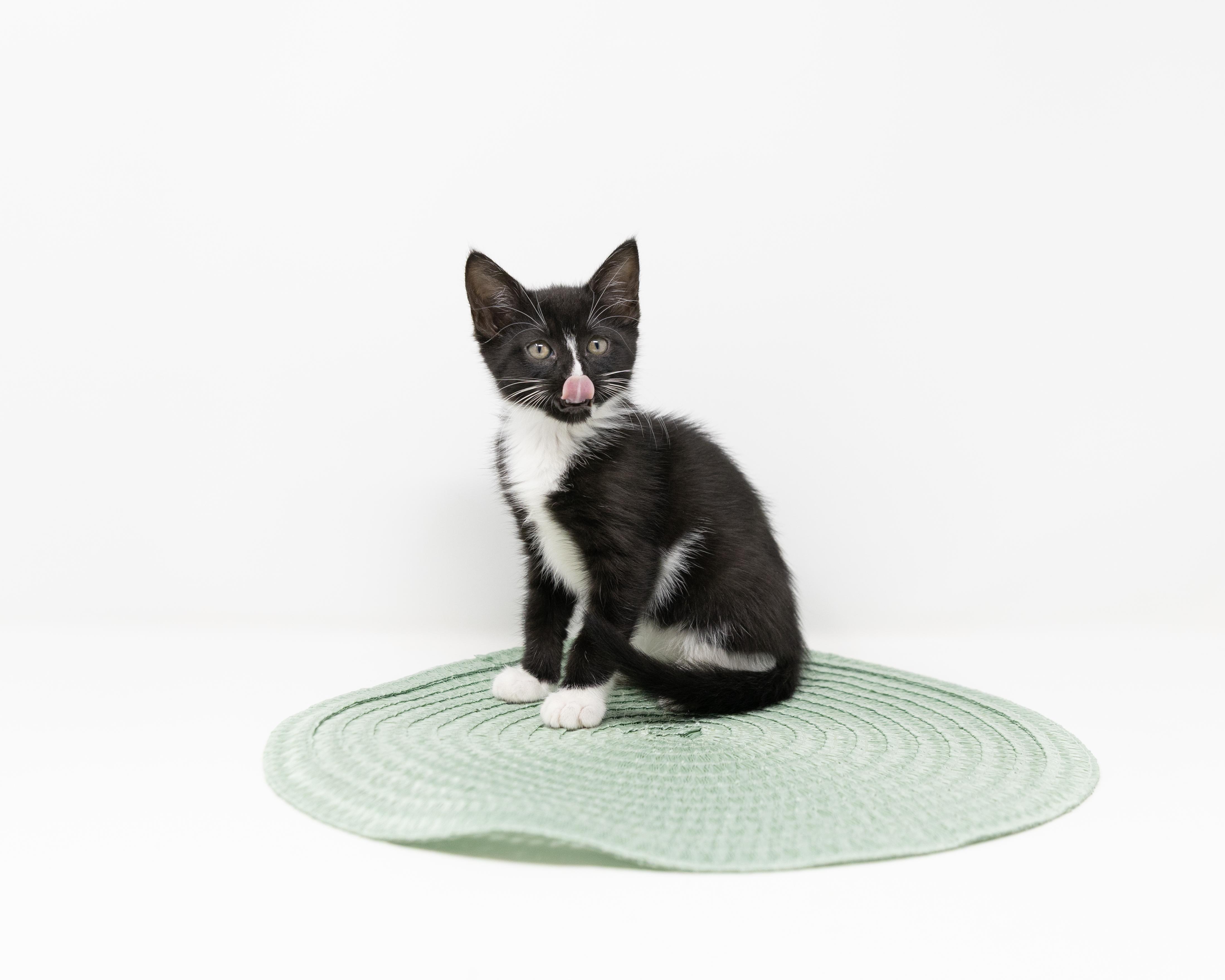 Enlarge Nyx, a ADOPTABLE Tuxedo in Trophy Club, TX image 5/6