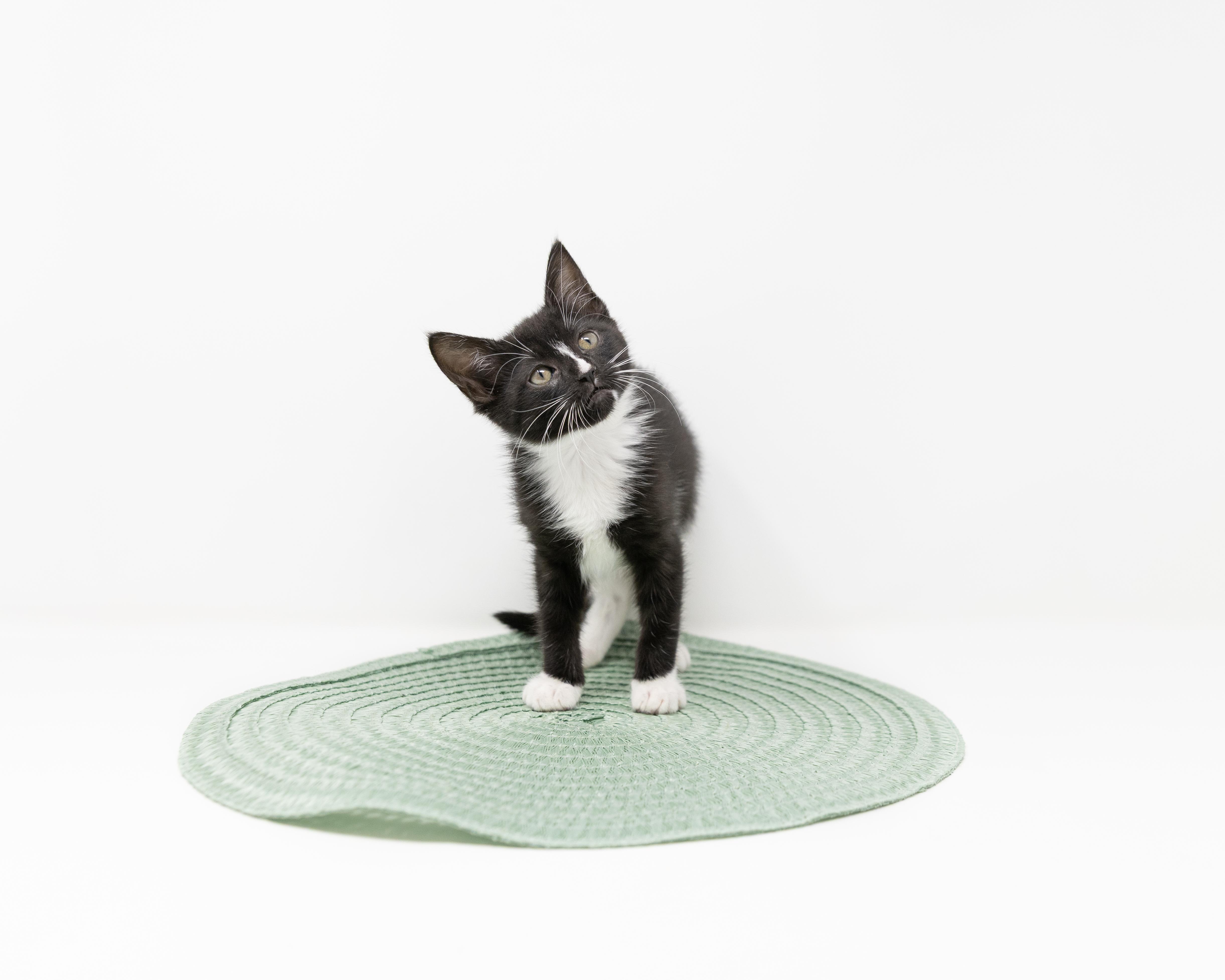 Enlarge Nyx, a ADOPTABLE Tuxedo in Trophy Club, TX image 4/6