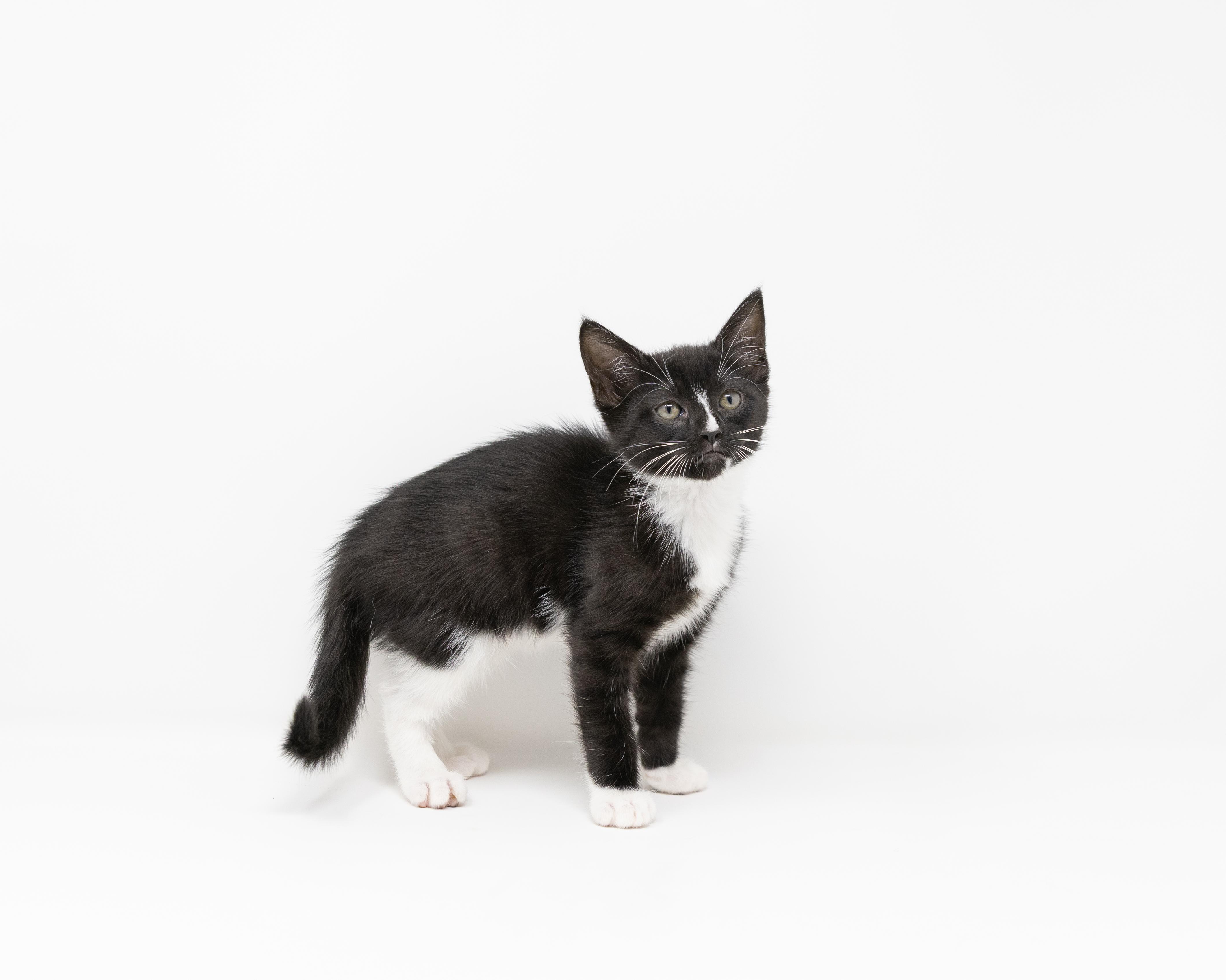 Enlarge Nyx, a ADOPTABLE Tuxedo in Trophy Club, TX image 2/6