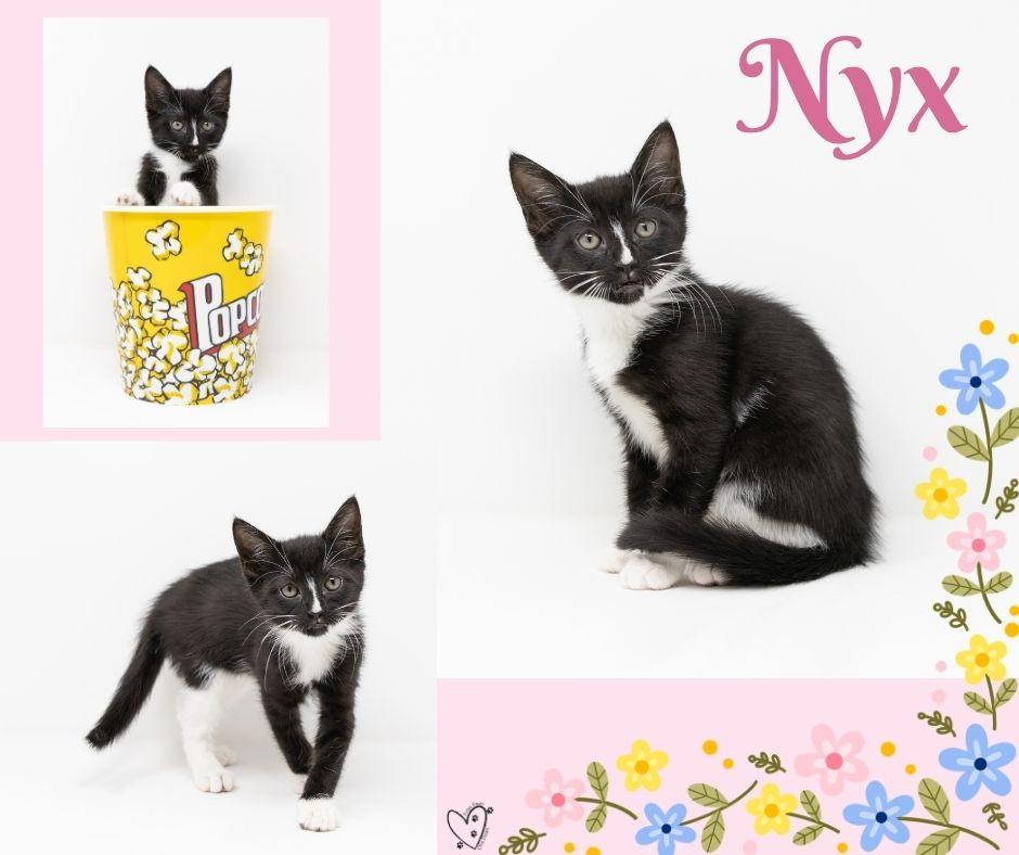 Enlarge Nyx, a ADOPTABLE Tuxedo in Trophy Club, TX image 3/6