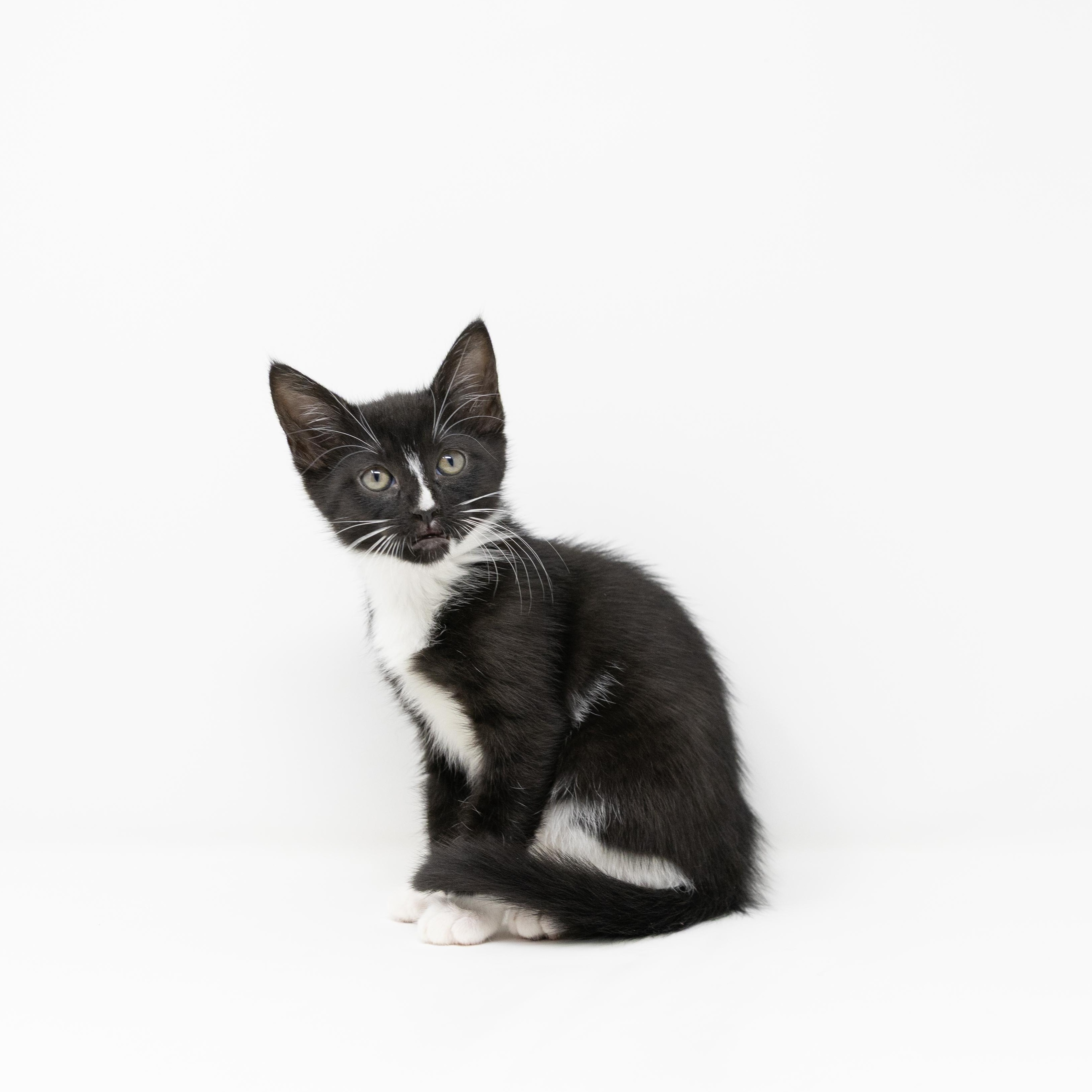 Enlarge Nyx, a ADOPTABLE Tuxedo in Trophy Club, TX image 1/6