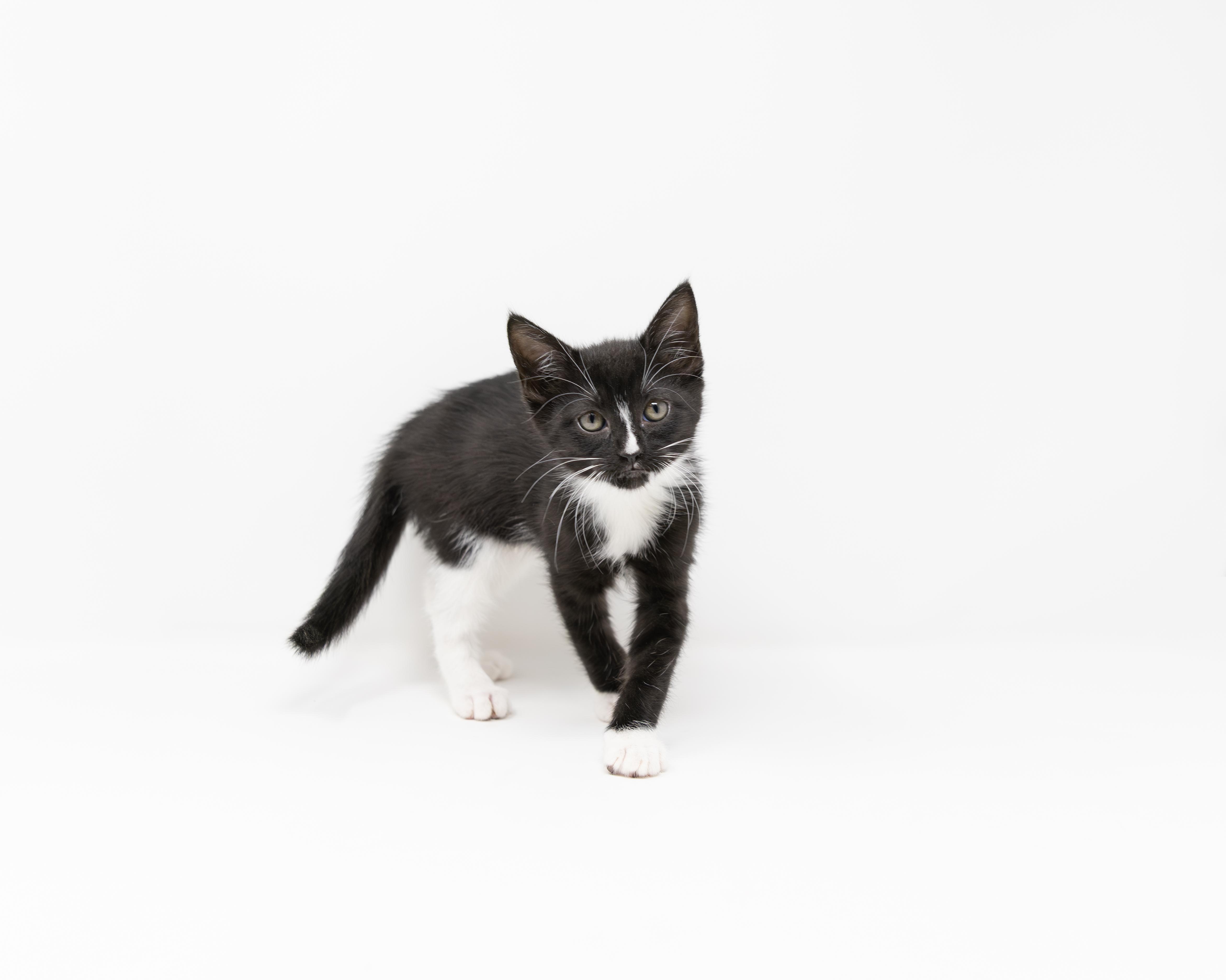Enlarge Nyx, a ADOPTABLE Tuxedo in Trophy Club, TX image 6/6