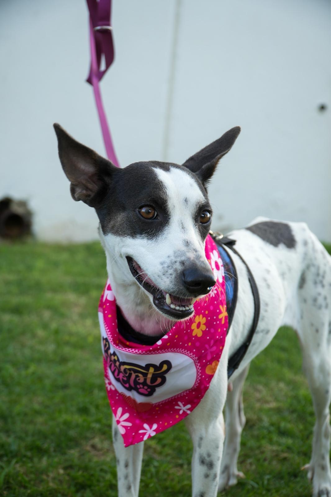 Enlarge Franny - The Freckled Momma, an adoption pending mixed breed in Carolina, PR image 1/6