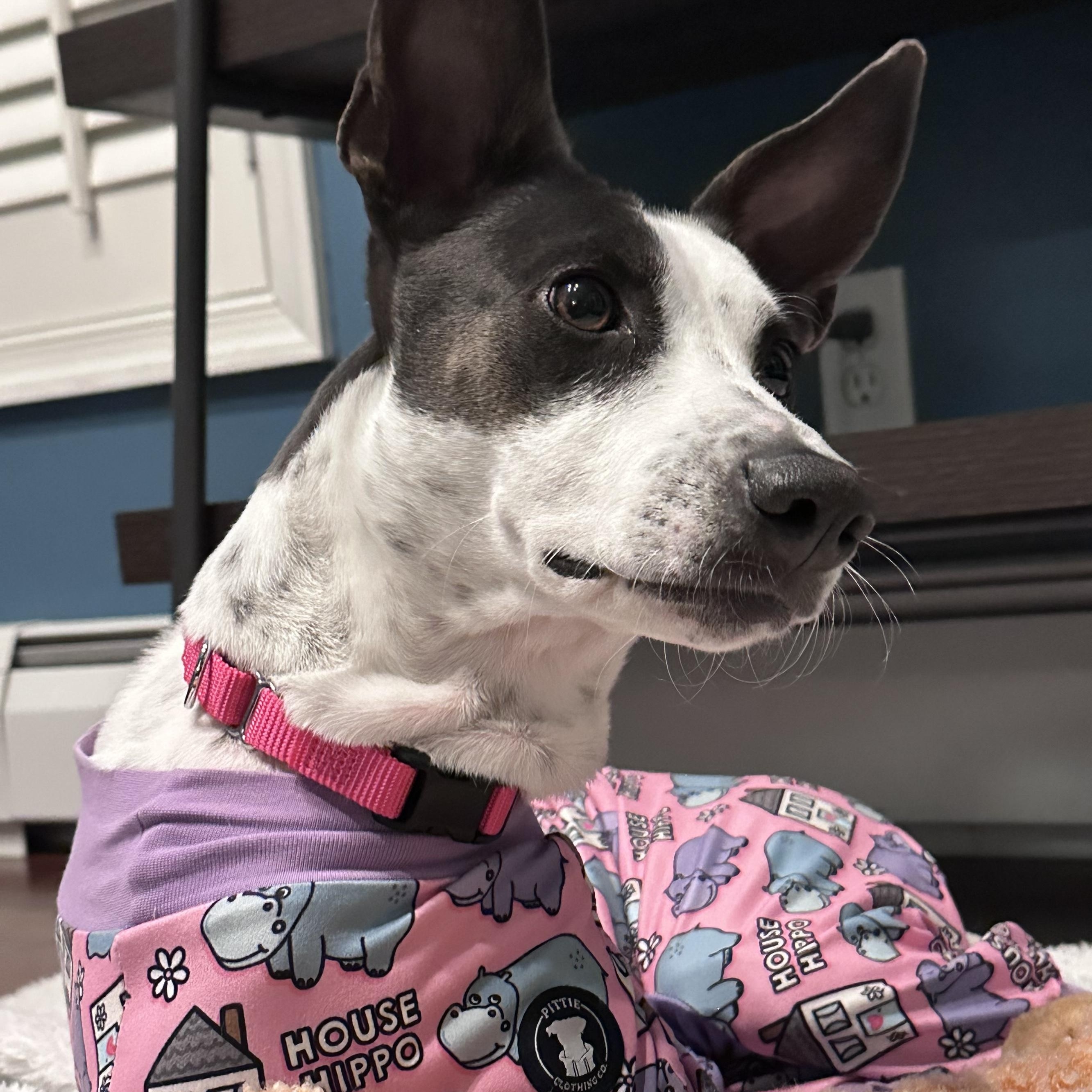 Enlarge Franny - The Freckled Momma, an adoption pending mixed breed in Carolina, PR image 2/6